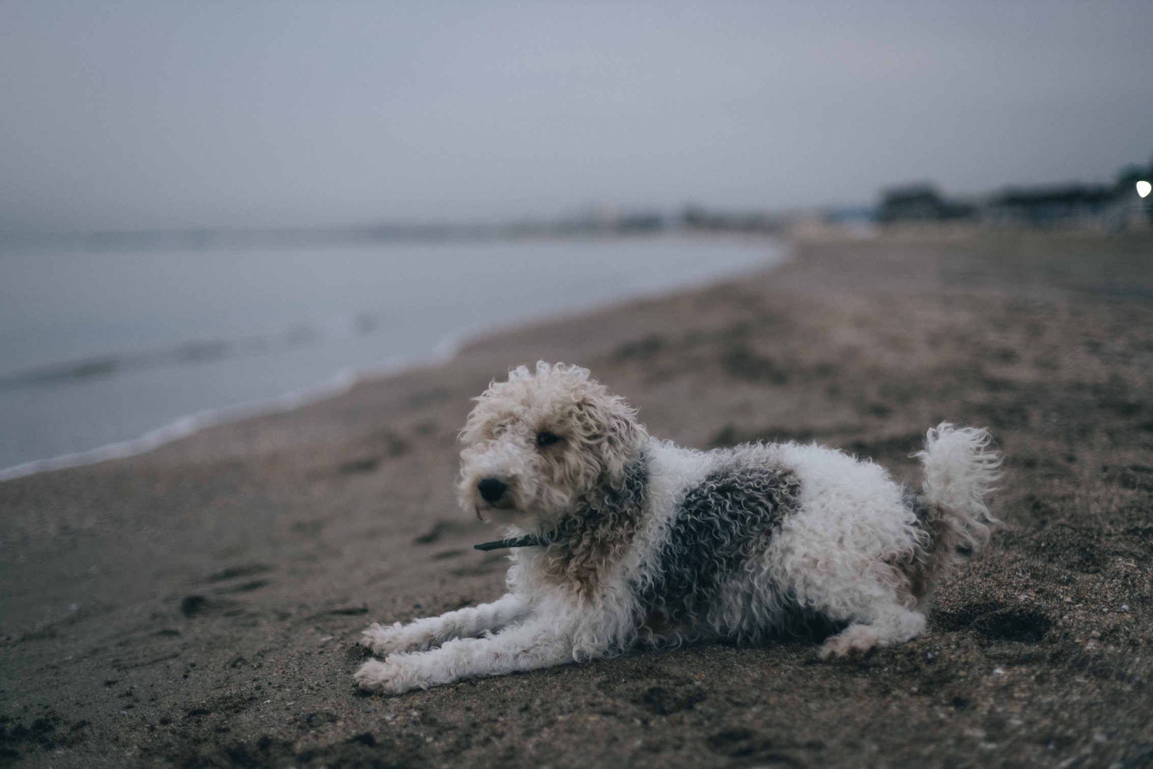 Саша и Фокси. Семейный фотограф Анапа