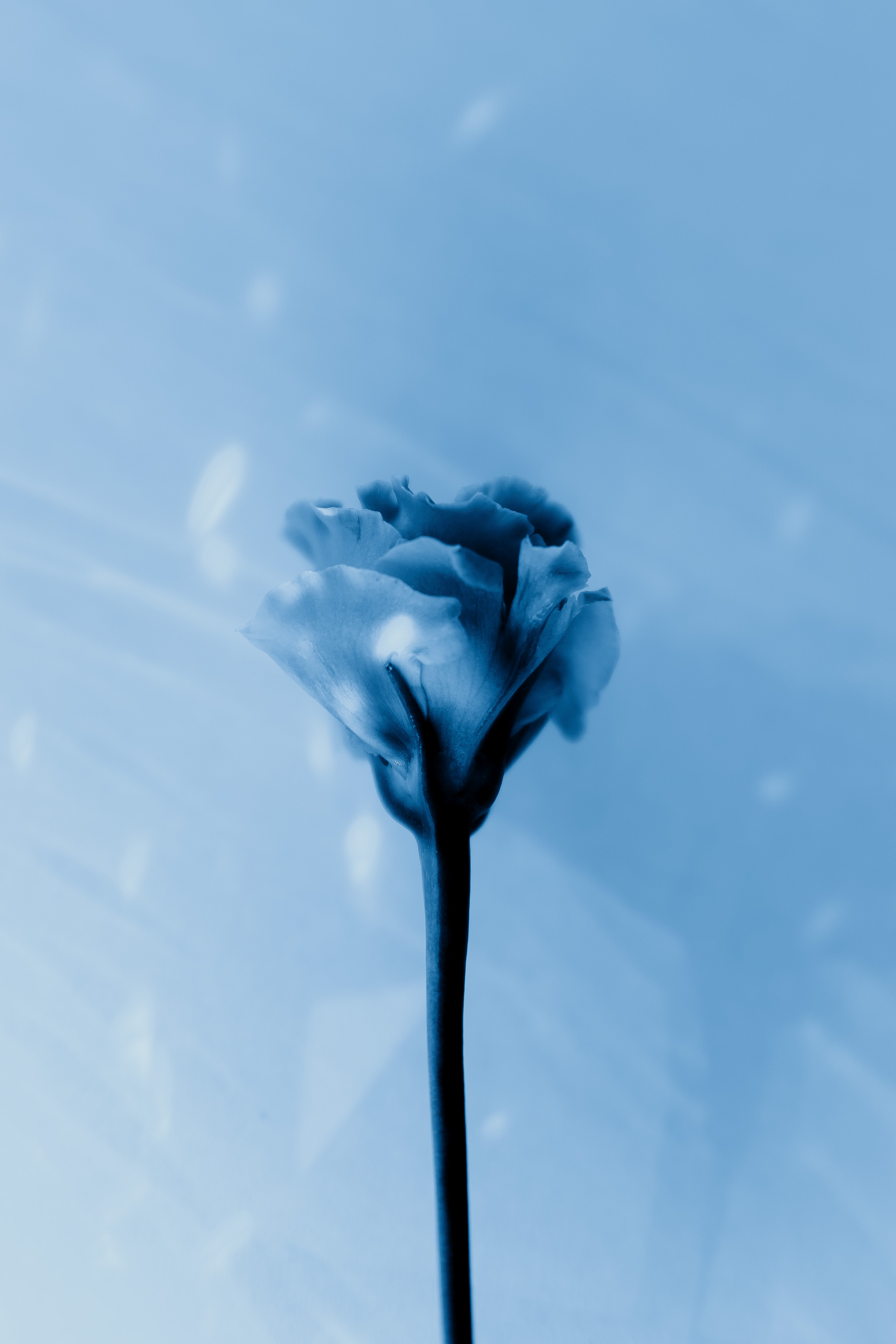 Эустома Санкт-Петербург. Фотограф Санкт-Петербург Макарова Дарья