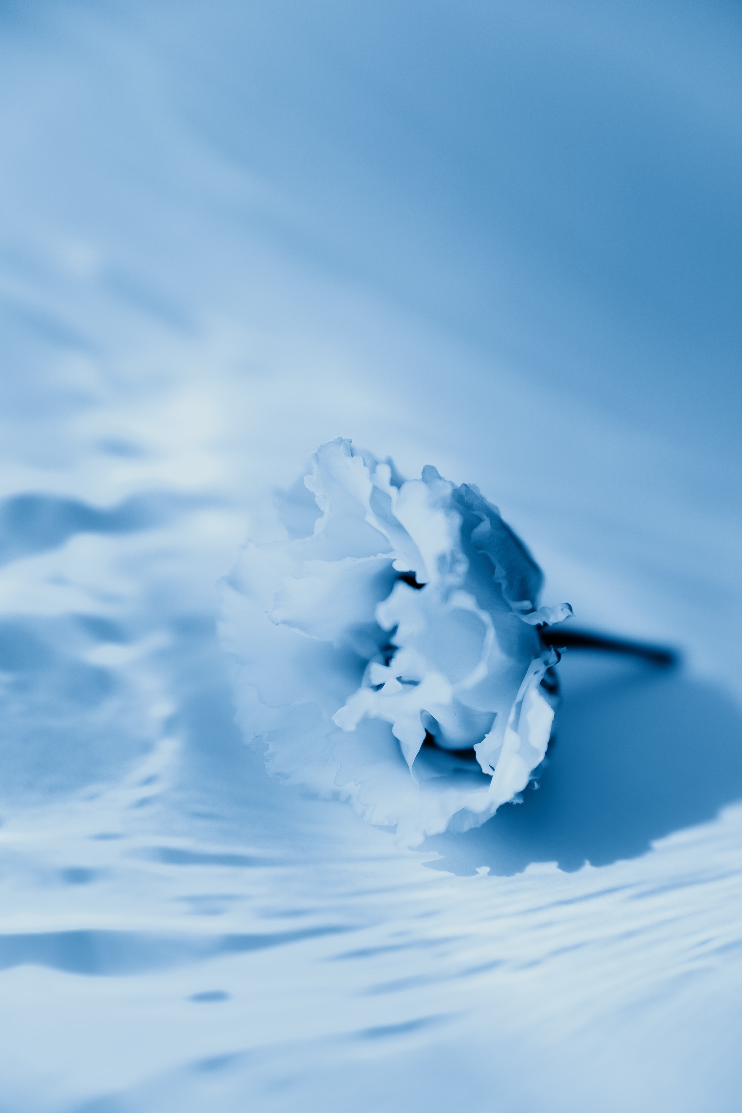 Эустома Санкт-Петербург. Фотограф Санкт-Петербург Макарова Дарья