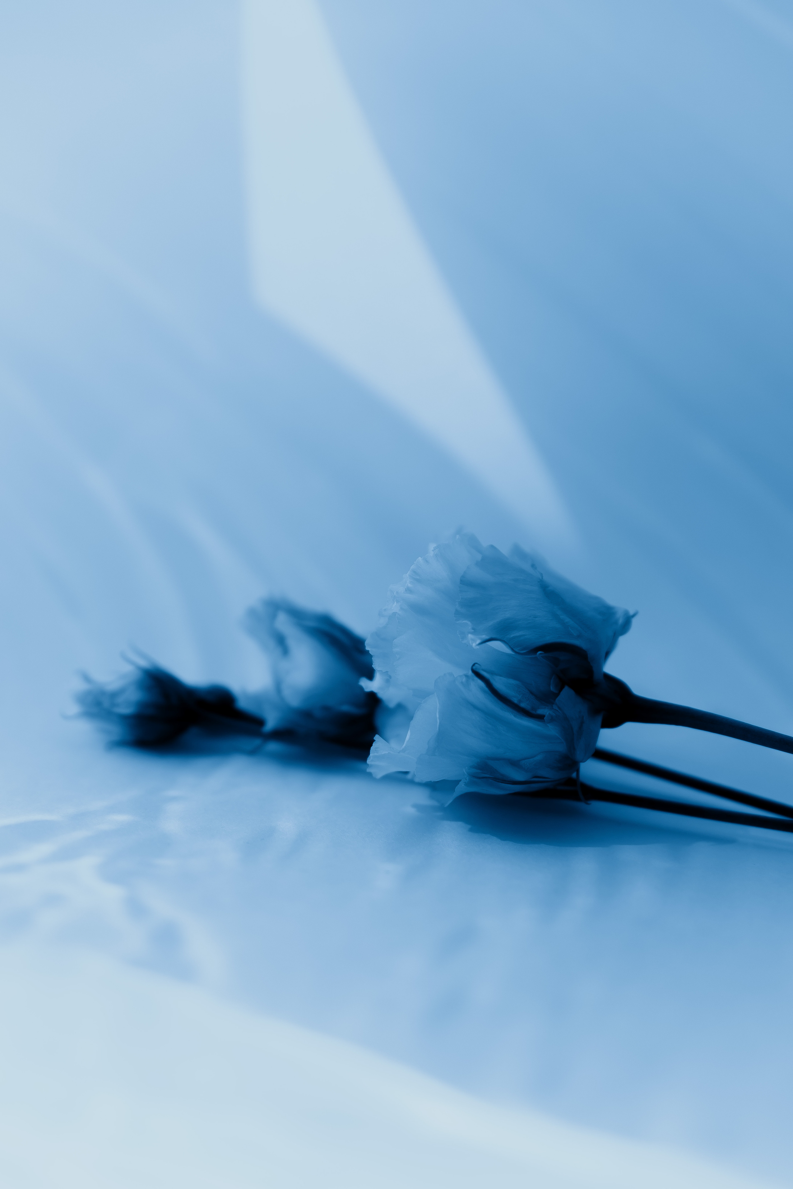 Эустома Санкт-Петербург. Фотограф Санкт-Петербург Макарова Дарья