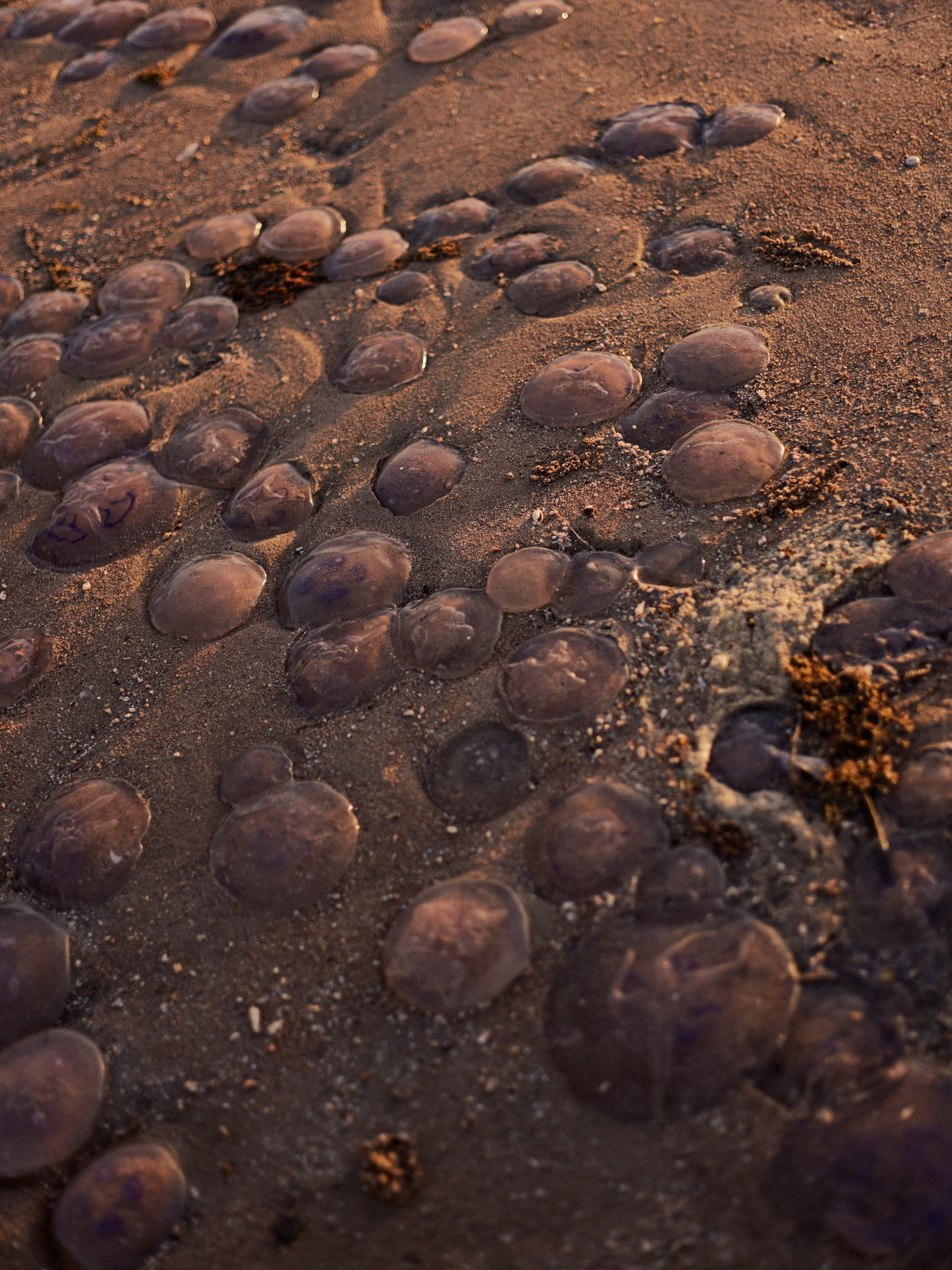 Другое 2. Jorgis Talè — photographer, kind person, teacher of arts and other mag