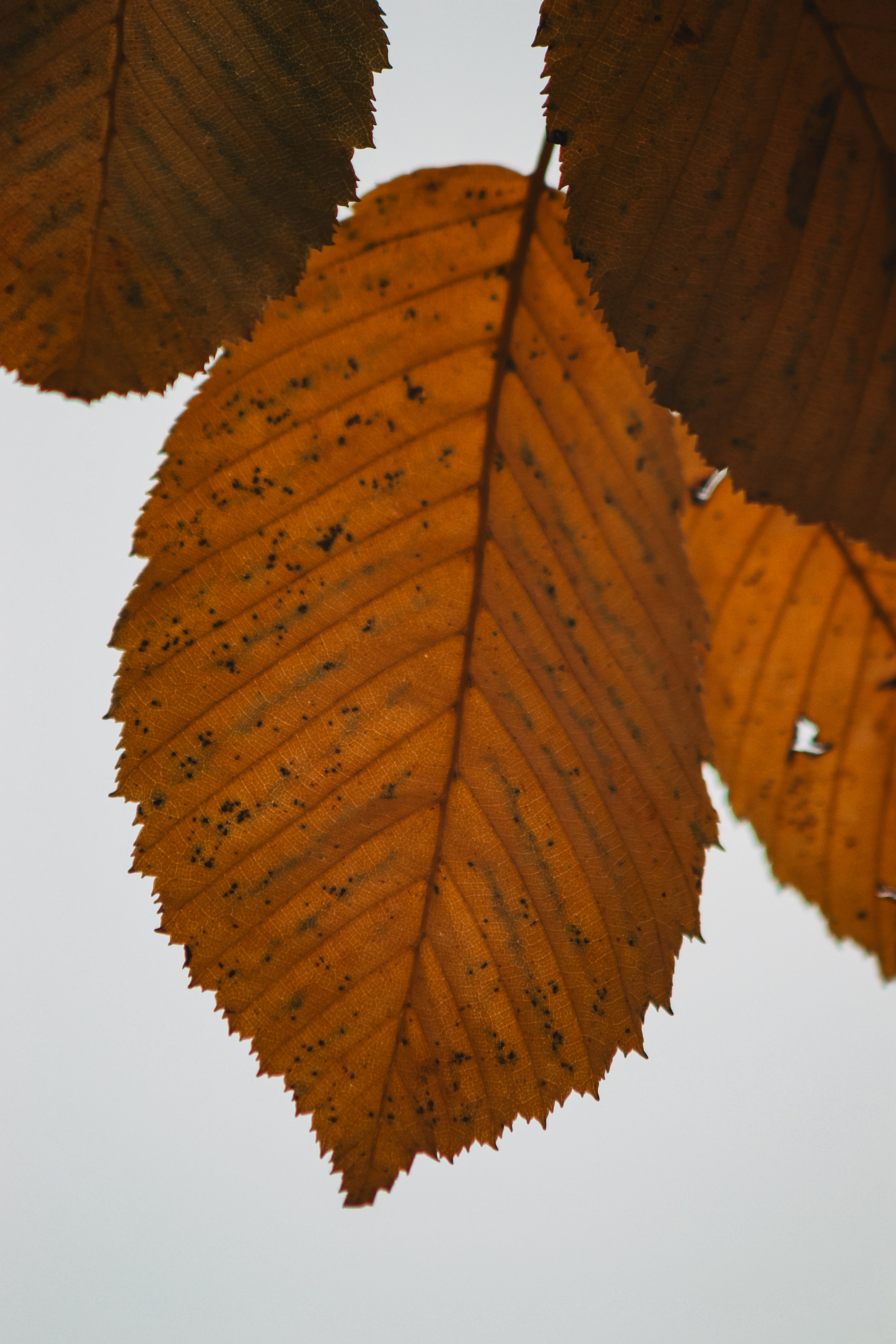 Ж Е Л Т Ы Й. — Digital Noise —