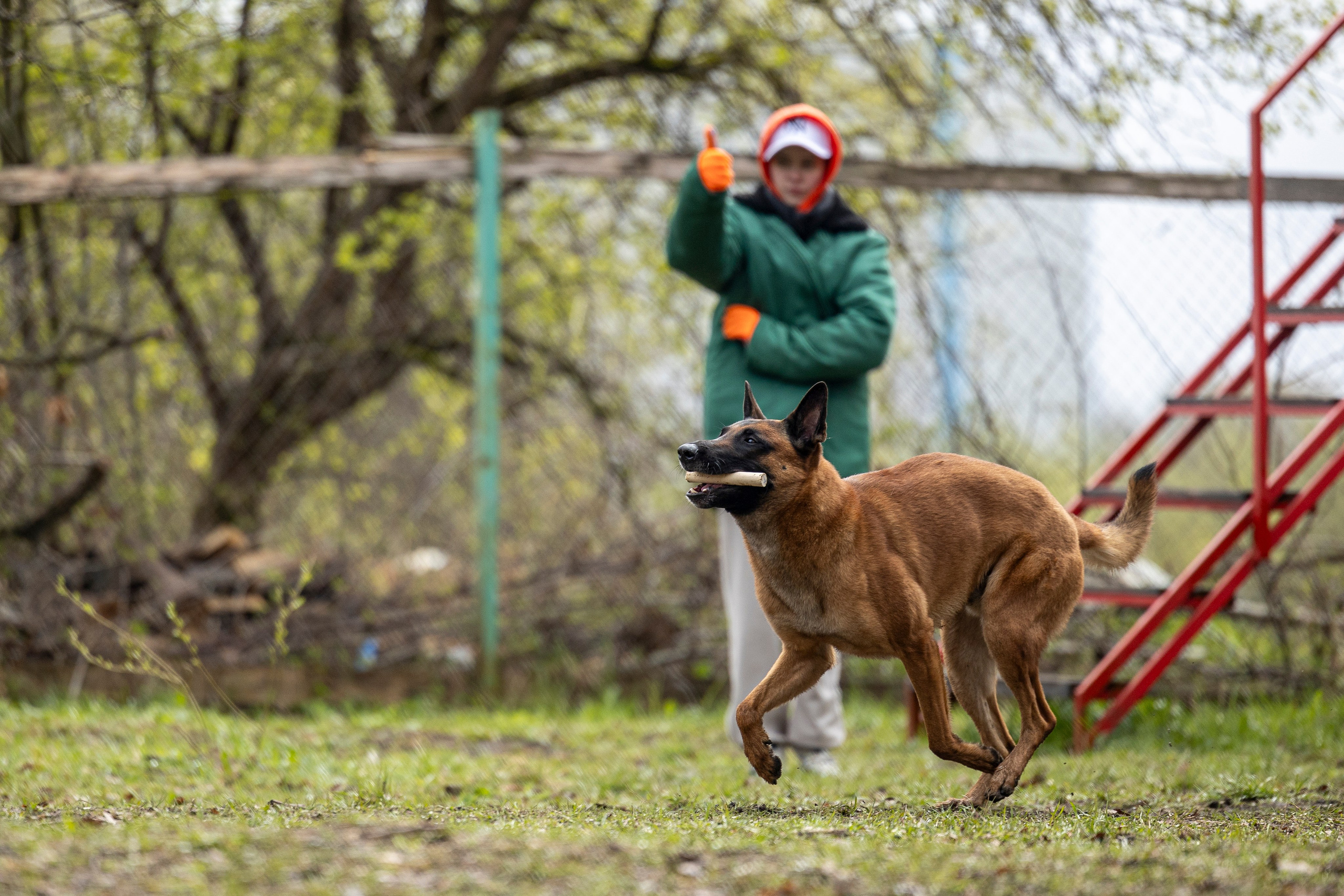 Квалификационные состязания по мондьорингу г. Вологда 11.05.24. Фотограф-анималист Анна Маринич