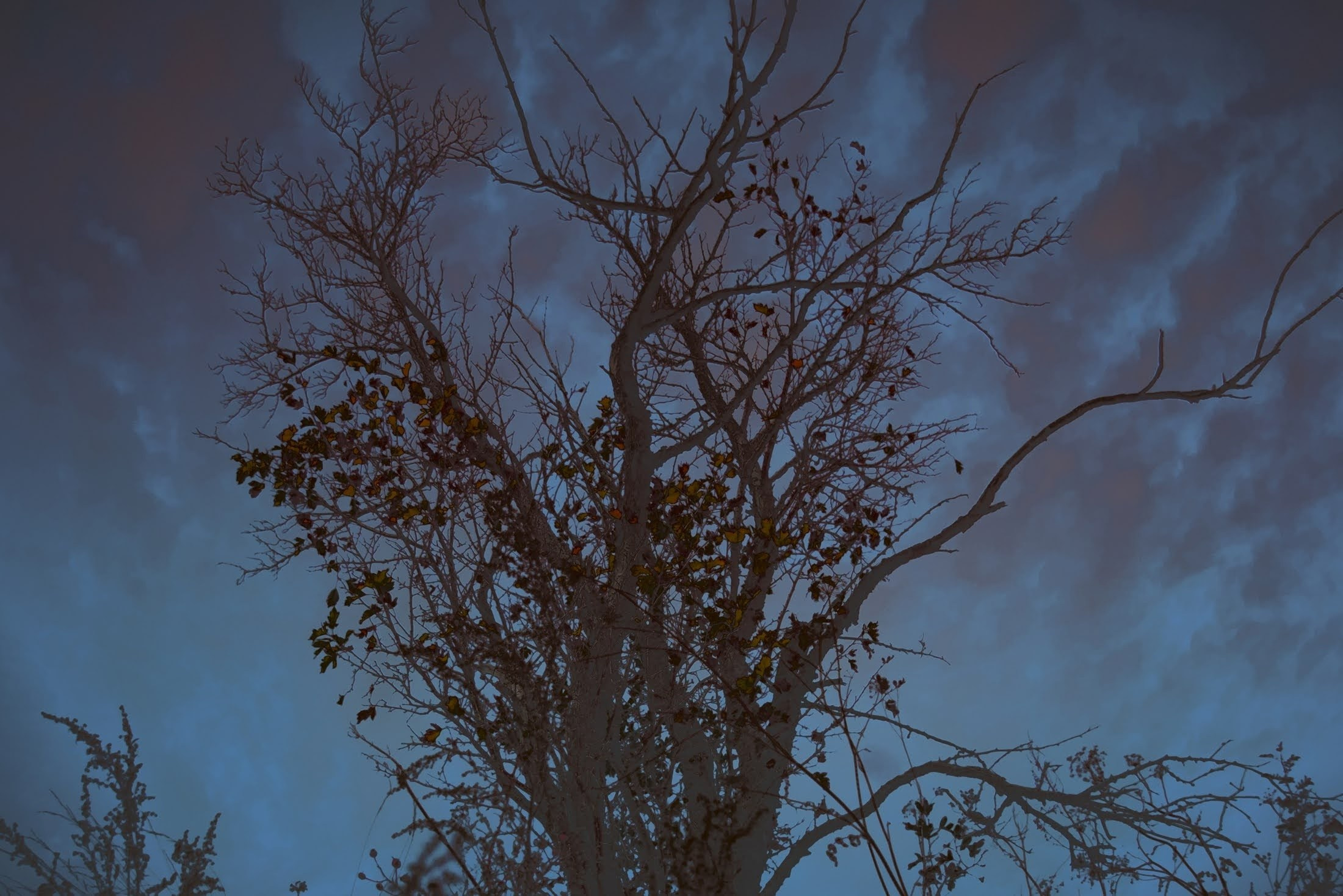 Яблоко. Катерина Малама арт-фотограф