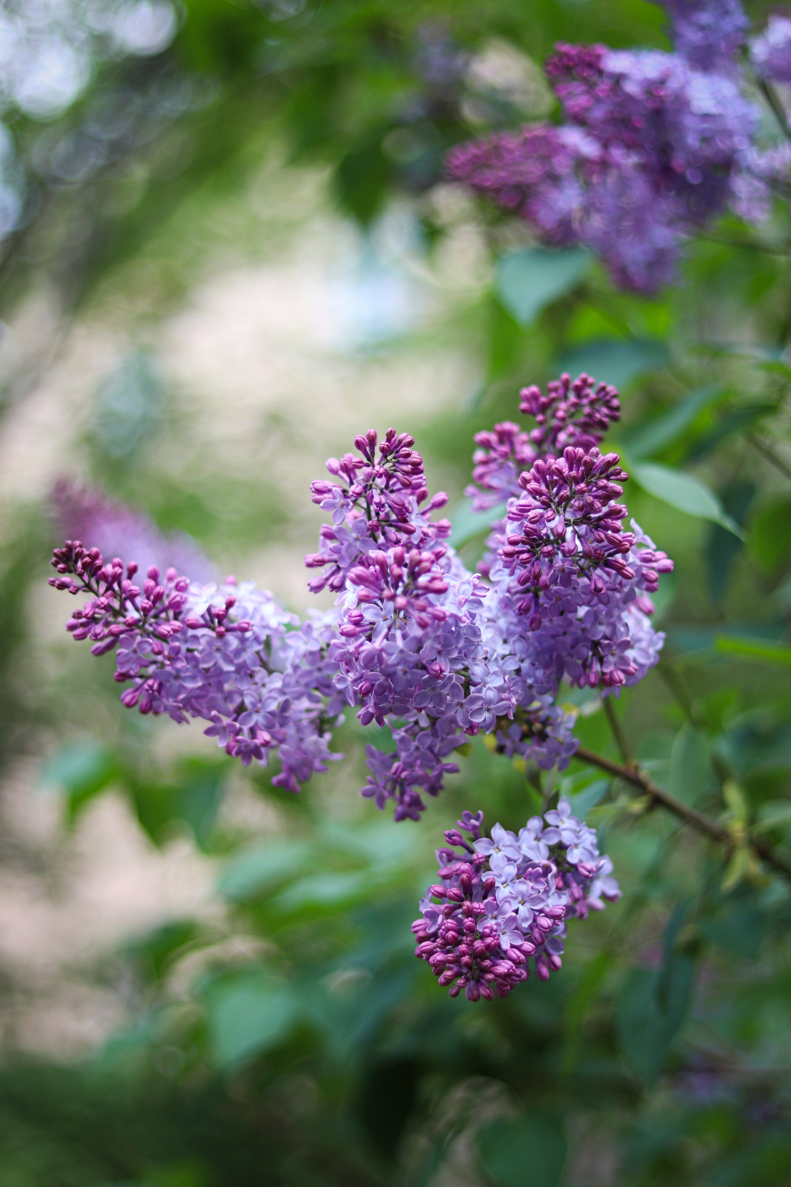 Настя. Ивентный фотограф в Санкт-Петербурге Олег Комков