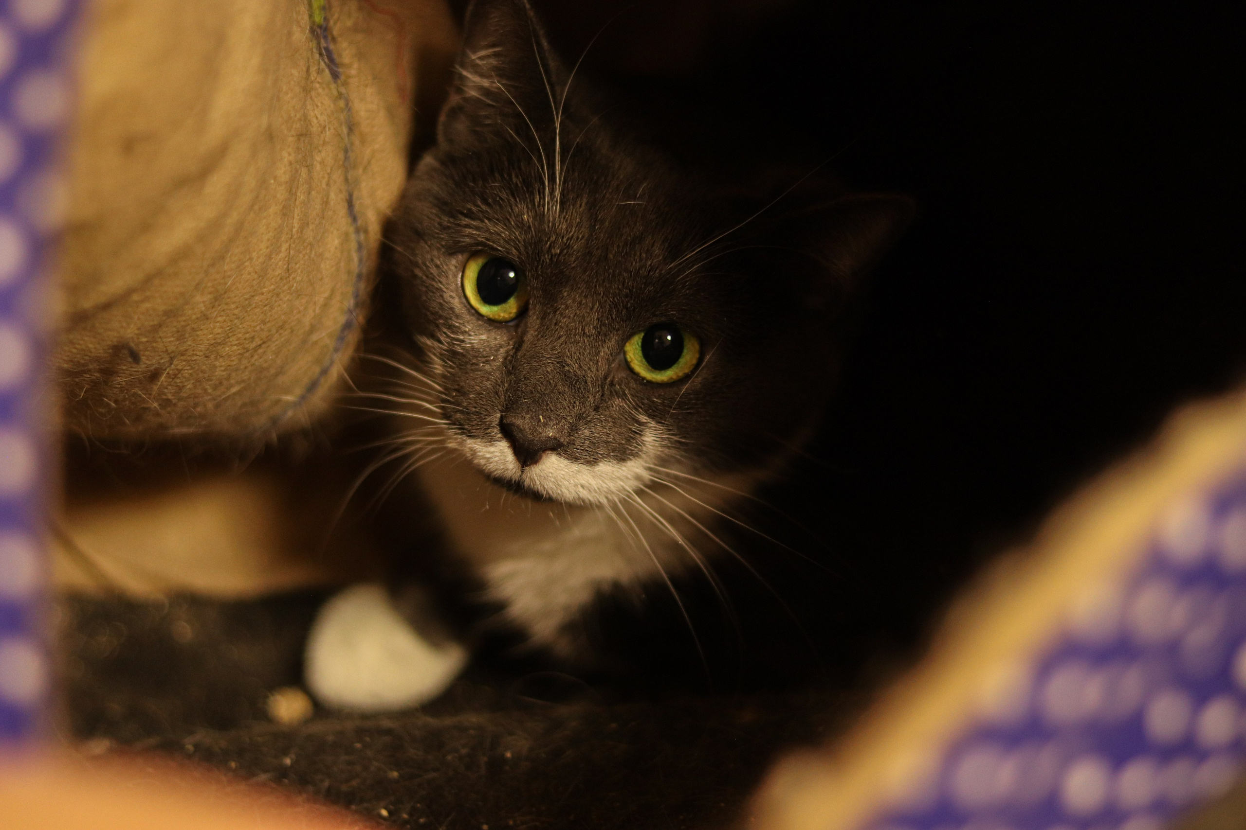 Петербургский дом кота (27 июня 2024). Ивентный фотограф в Санкт-Петербурге Олег Комков