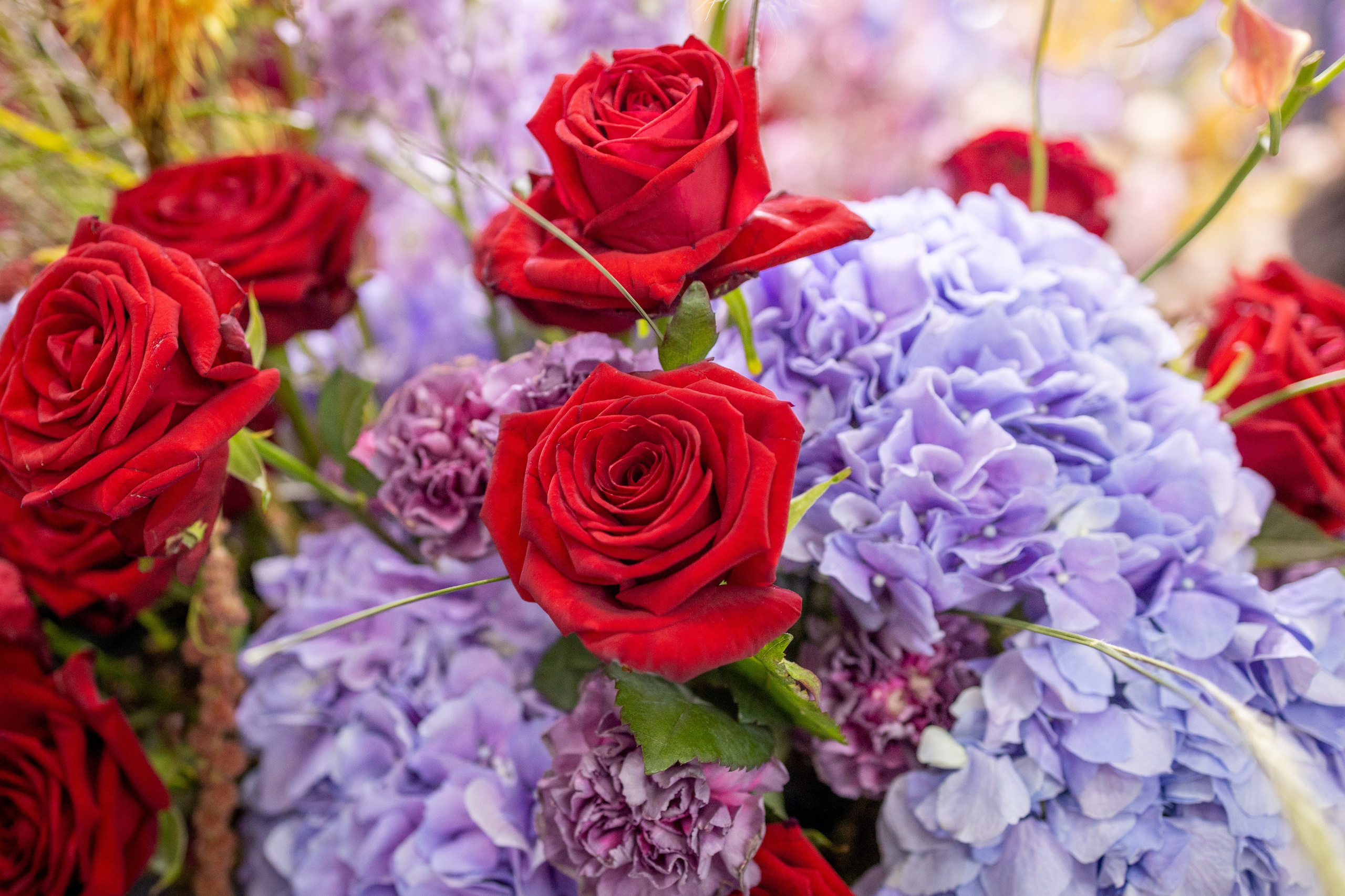 Цветы-Экспо 2025. Фотосессии и репортаж — Фотограф в Москве — Рина Серёгина