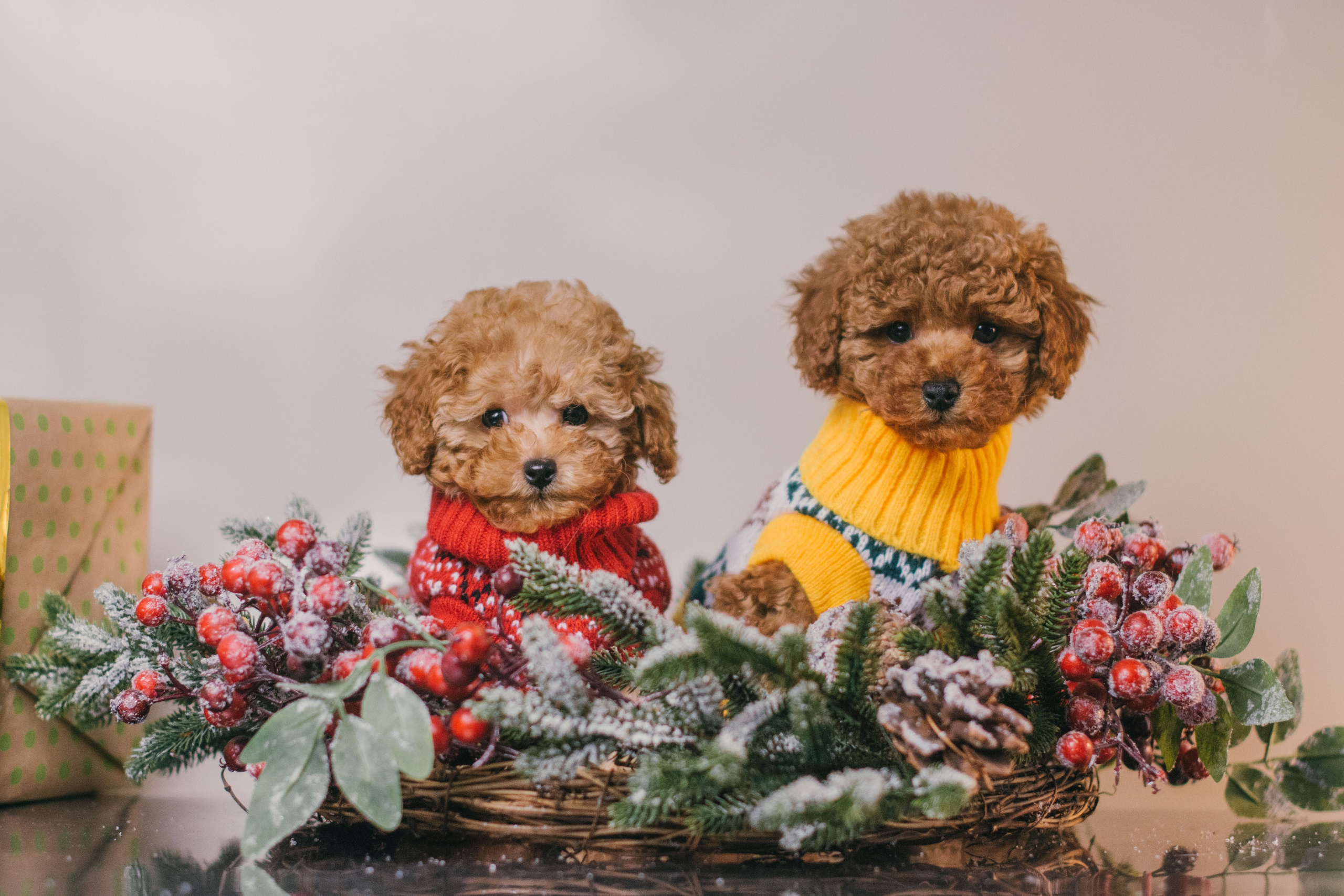 Той-пудели новогодняя фотосессия. Фотограф собак, анималист в Москве Кира Яковлева