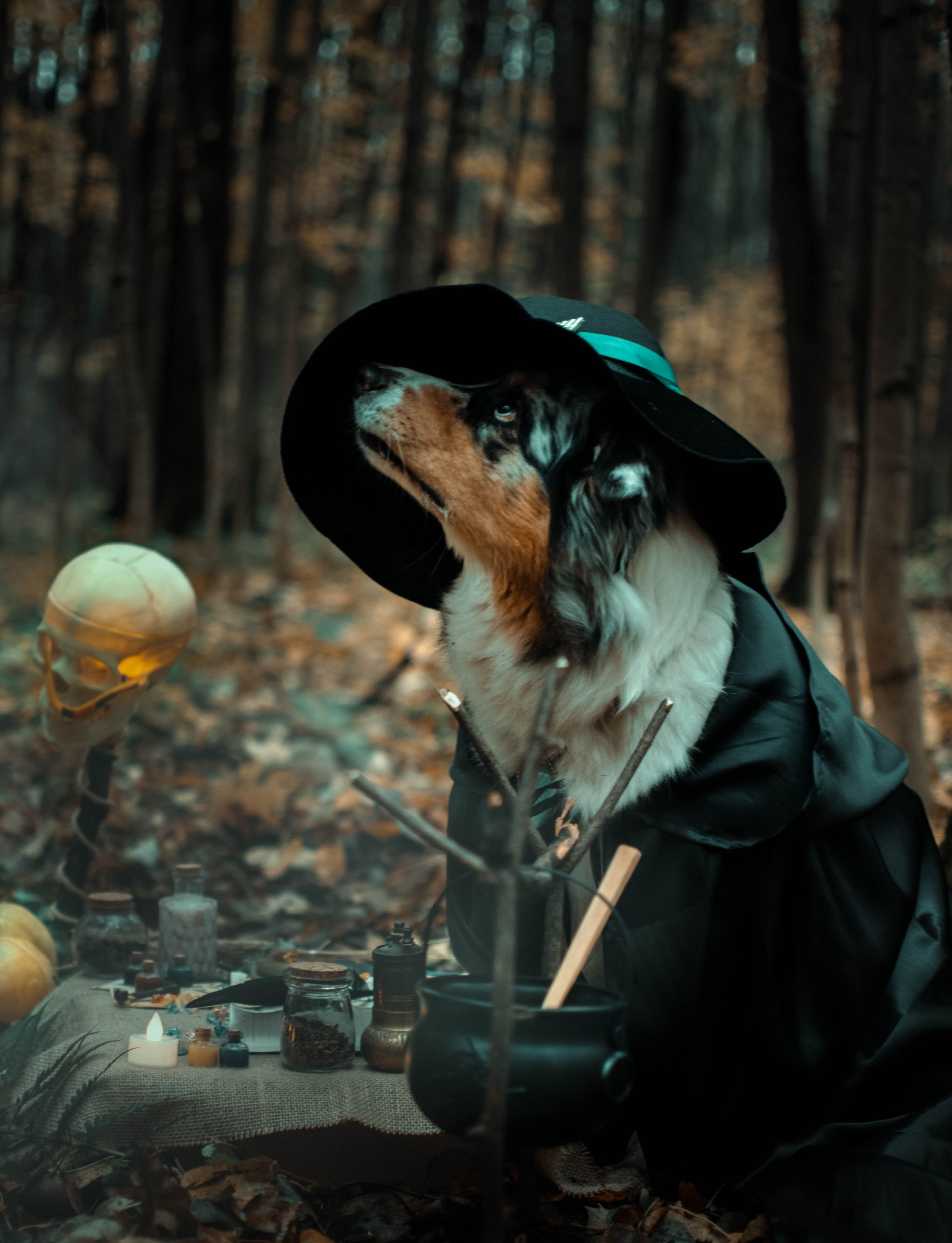 Фотография животных. Sevenksfm ph