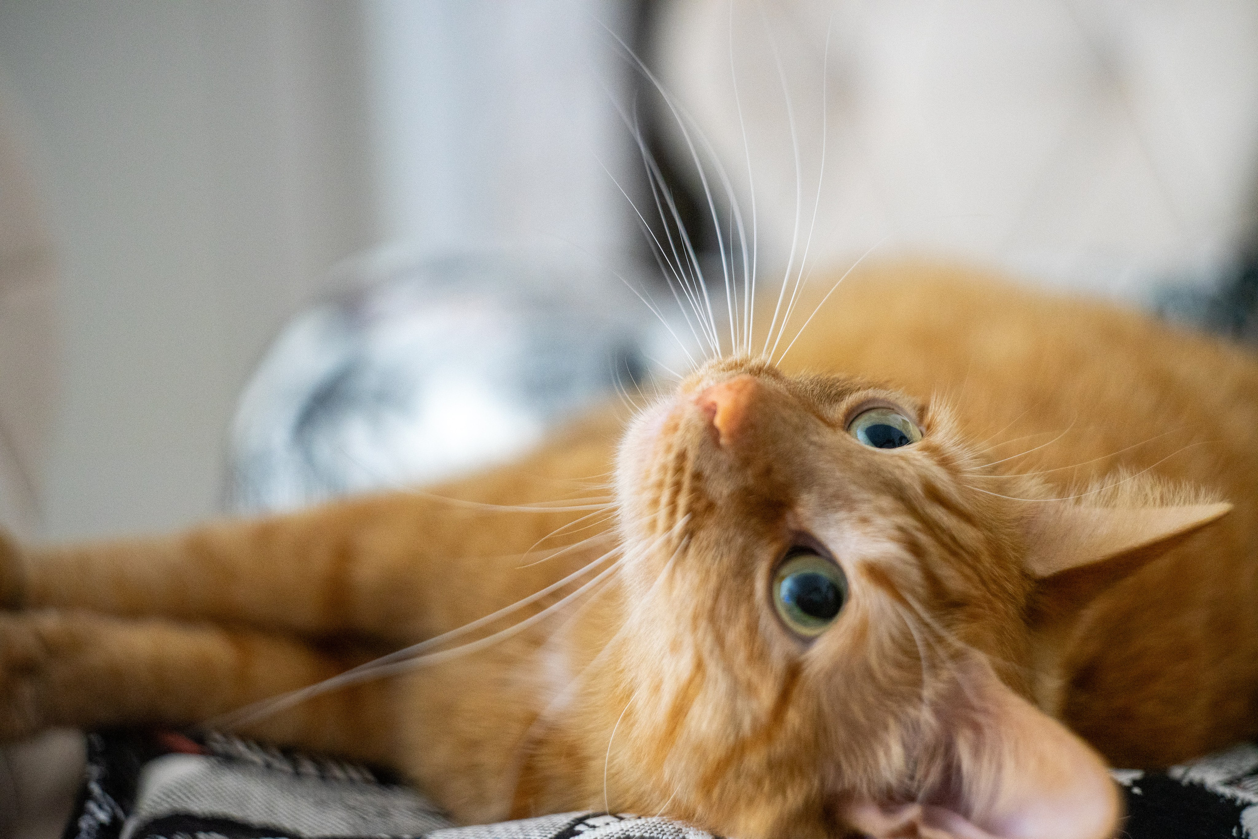 Любимые животные. Фотограф из Чистополя