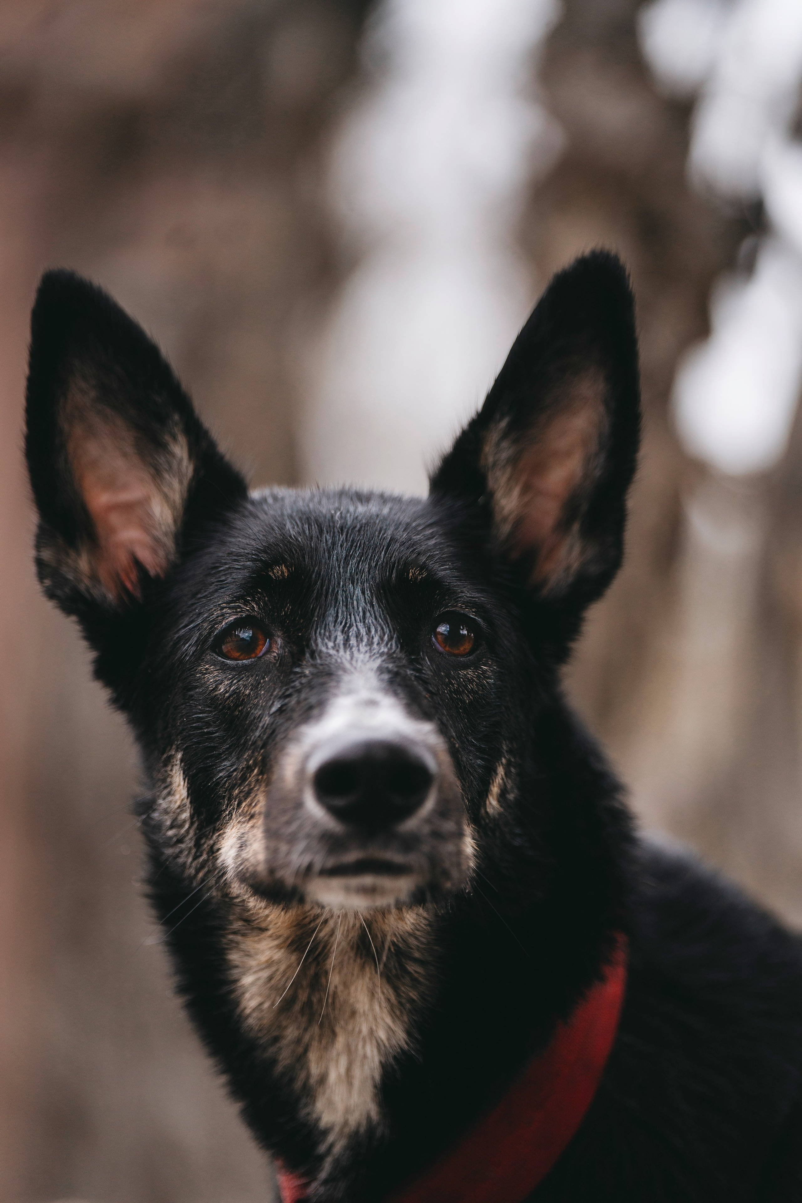 Эля и Шиза. Фотограф анималист в Спб недорого Олеся Майорова