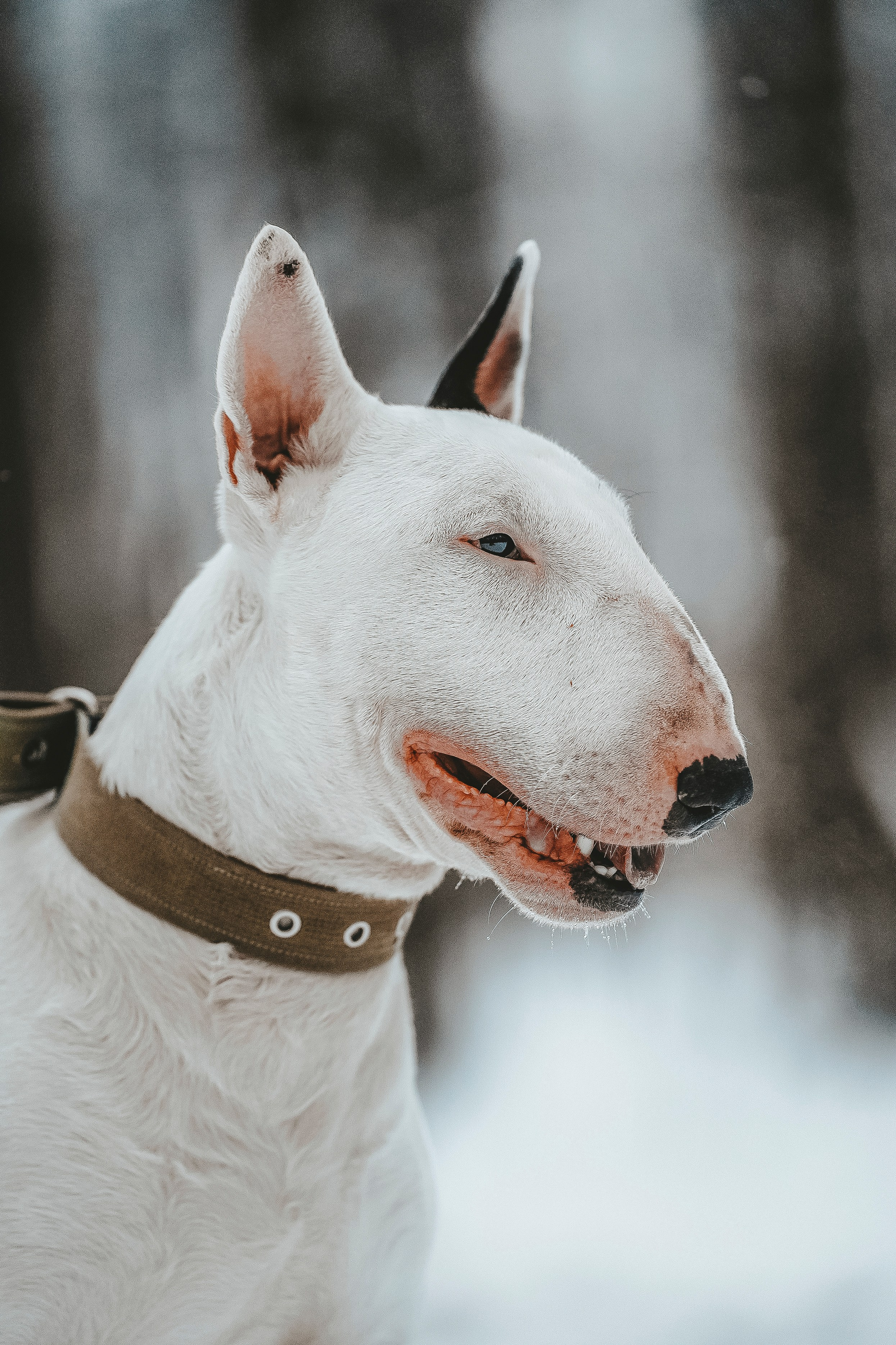 Портфолио собаки, фотограф Олеся Майрова. Фотограф анималист в Спб недорого Олеся Майорова