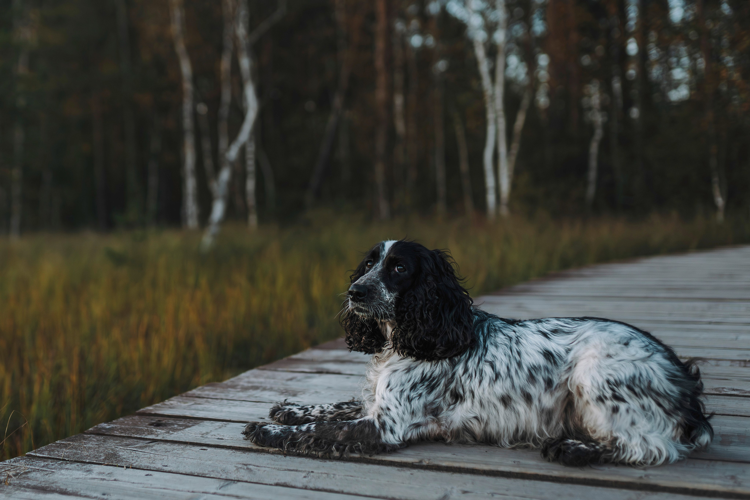 Аня и Тея. Фотограф анималист в Спб недорого Олеся Майорова