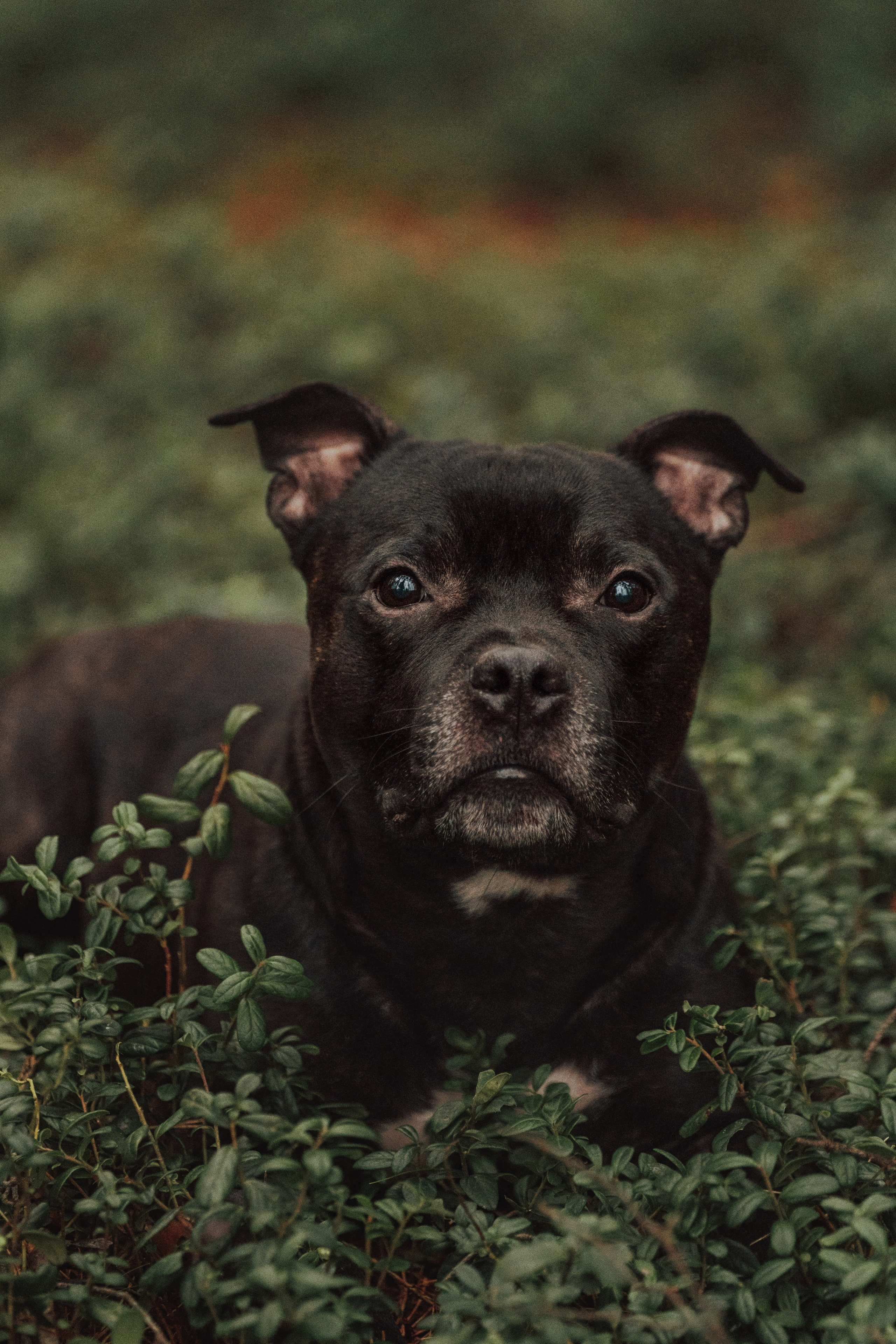 Фотограф анималист в Санкт-Петербурге. Фотограф анималист в Спб недорого Олеся Майорова