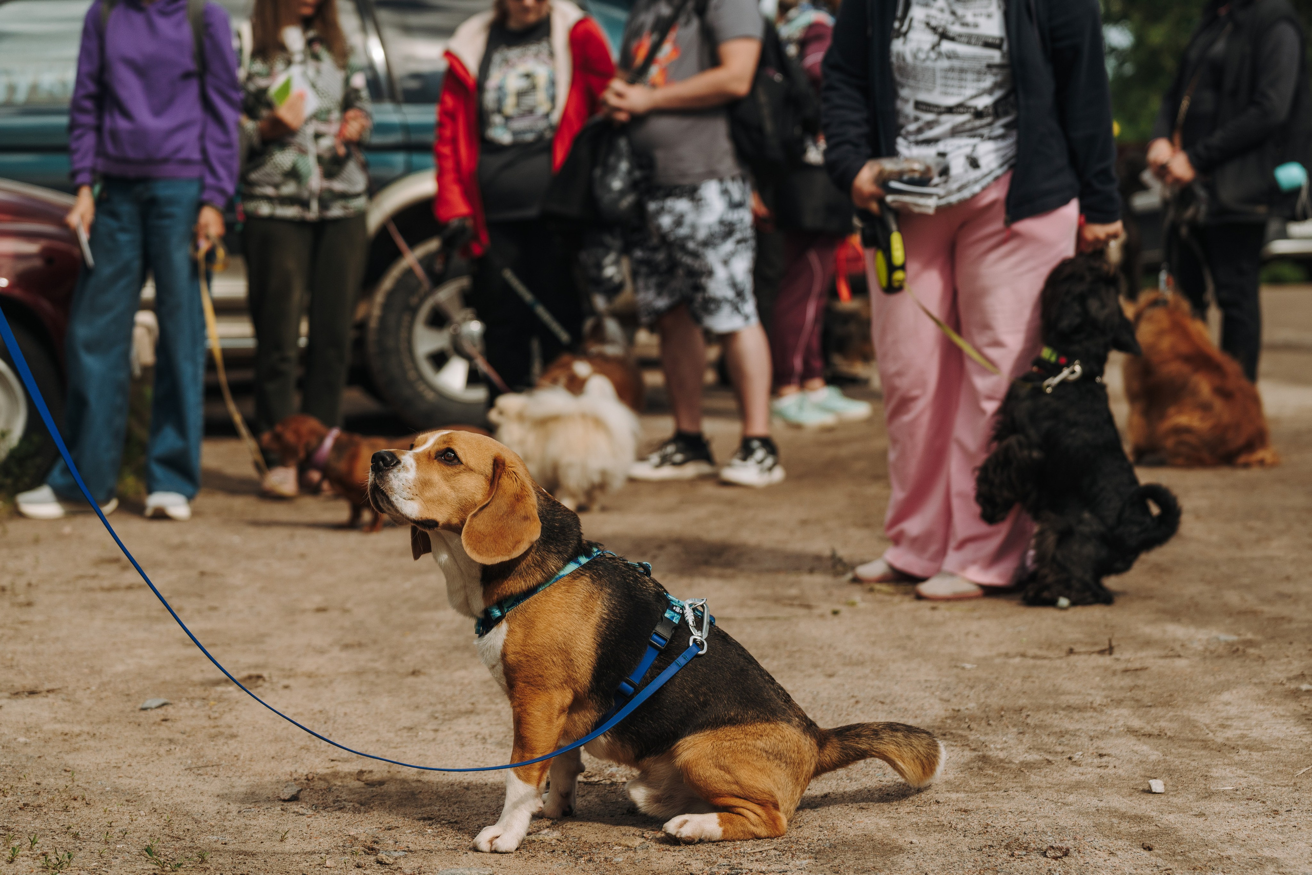 Соревнования по ноузворку. Фотограф анималист в Спб недорого Олеся Майорова
