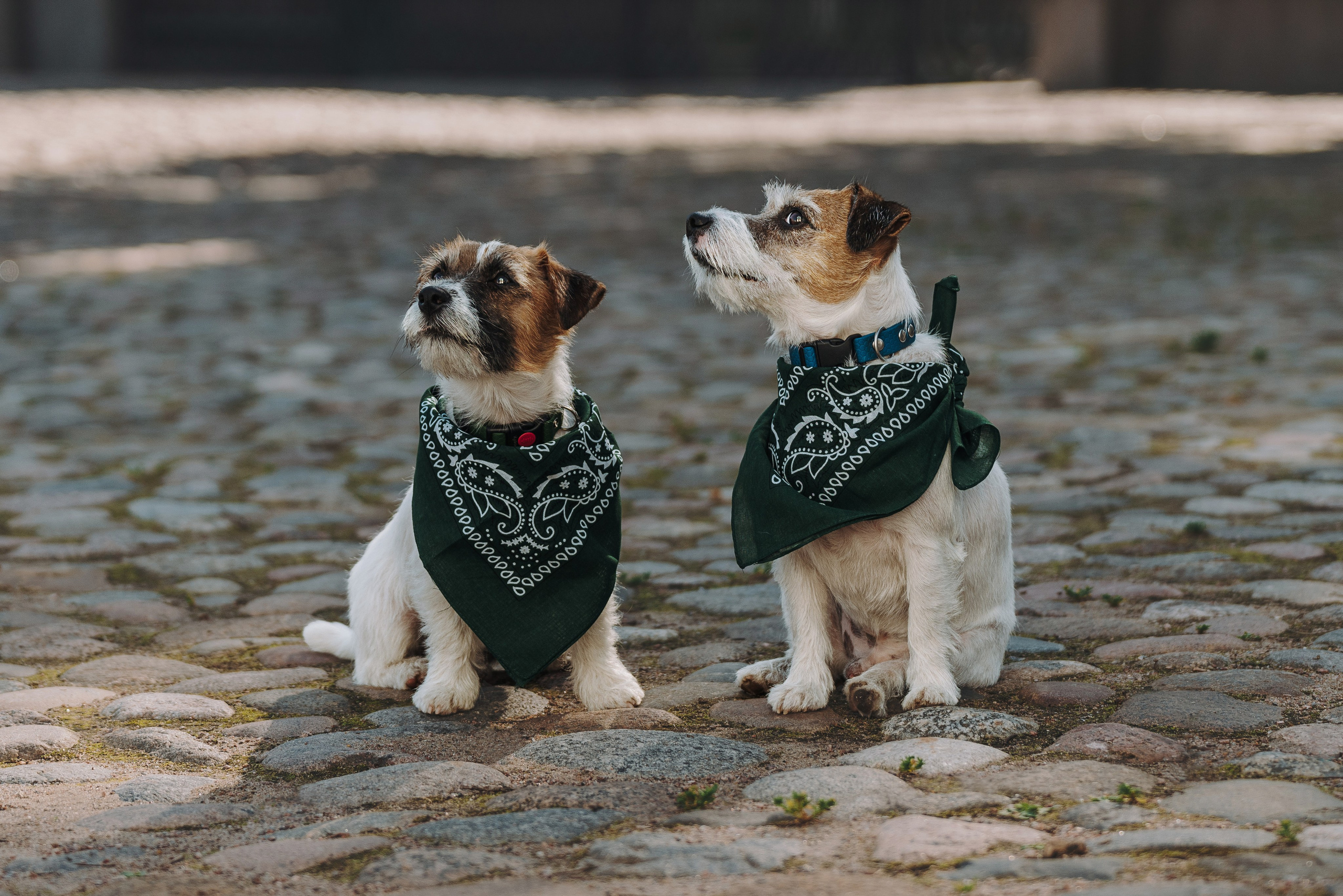 Ларс, Лукас и Ольга. Фотограф анималист в Спб недорого Олеся Майорова