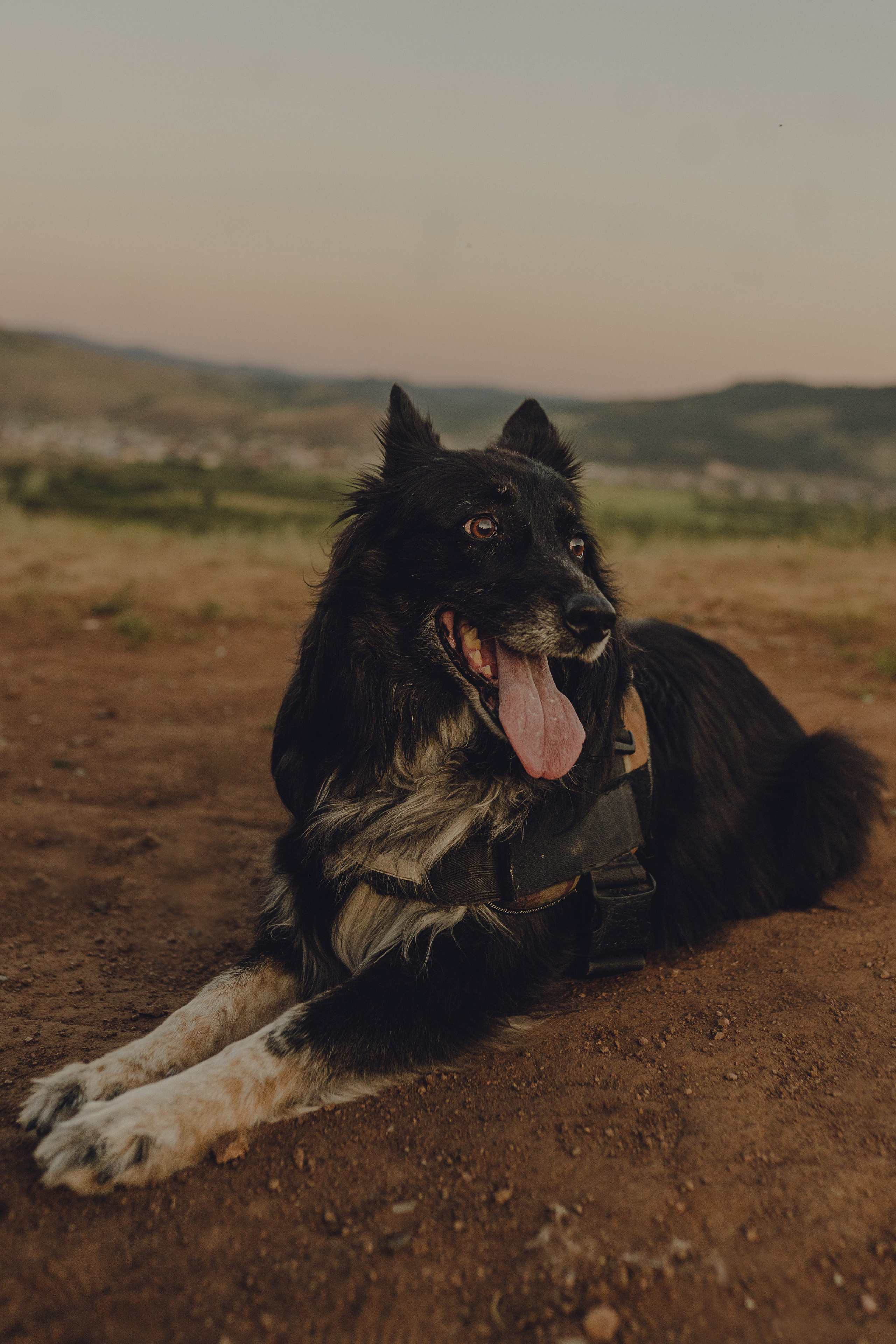 Настя и Умка. Фотограф анималист в Спб недорого Олеся Майорова