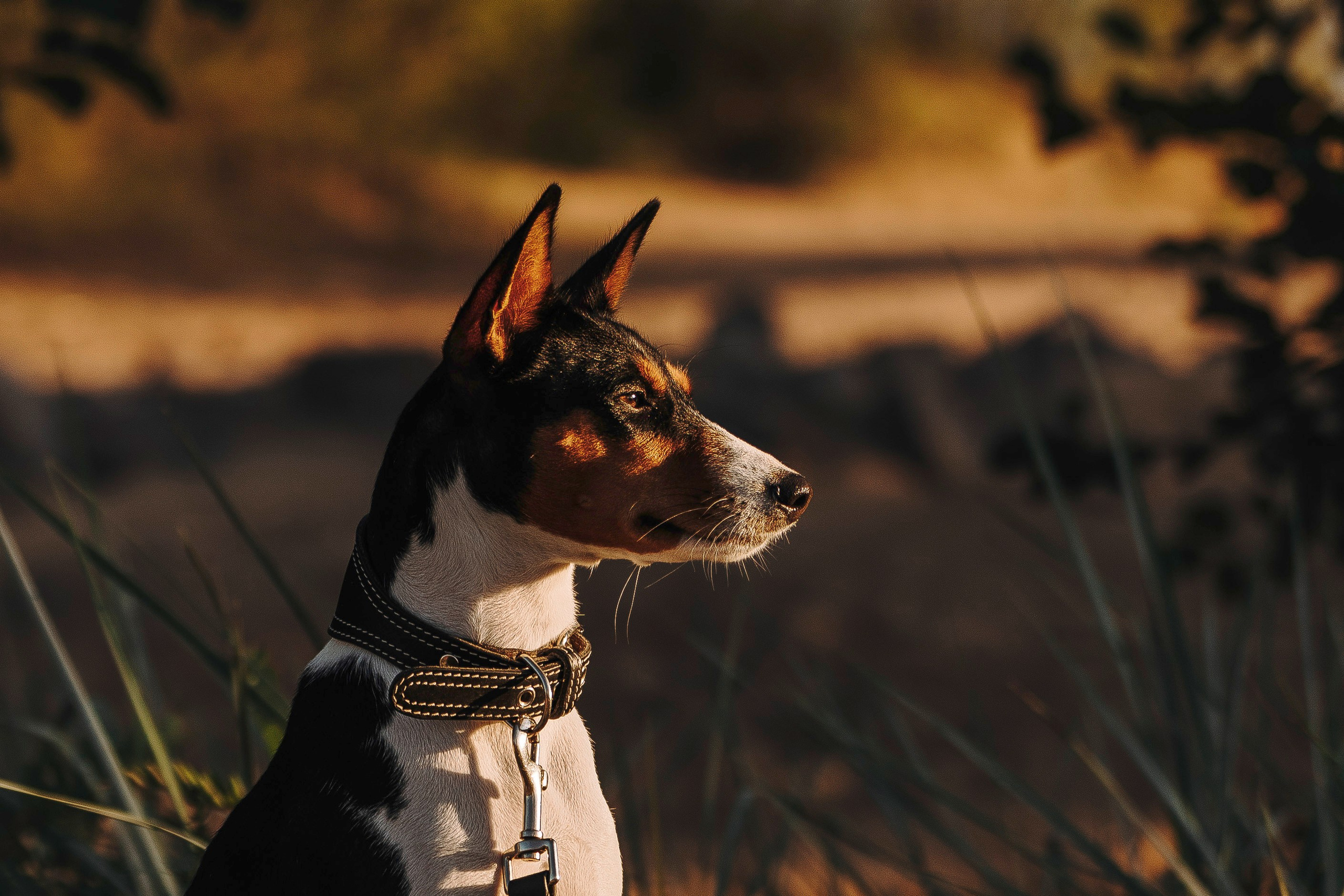 Екатерина и Дива. Фотограф анималист в Спб недорого Олеся Майорова