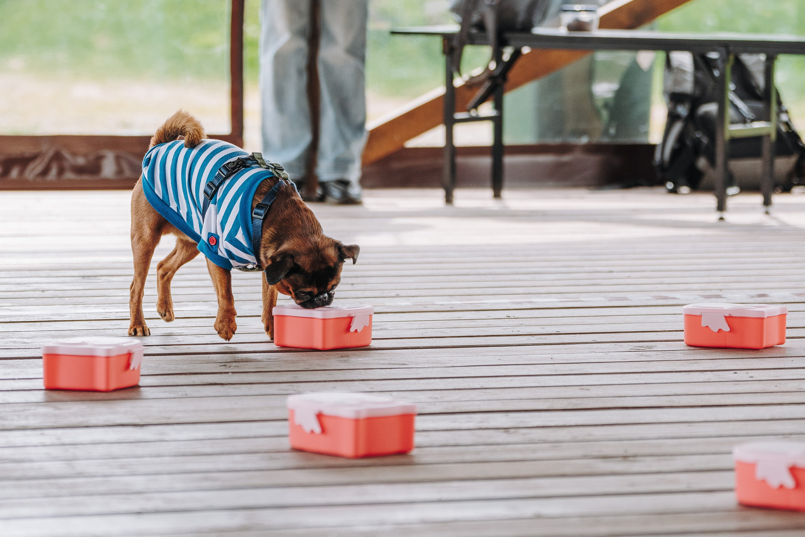 Соревнования по ноузворку в Лосево. Фотограф анималист в Спб недорого Олеся Майорова