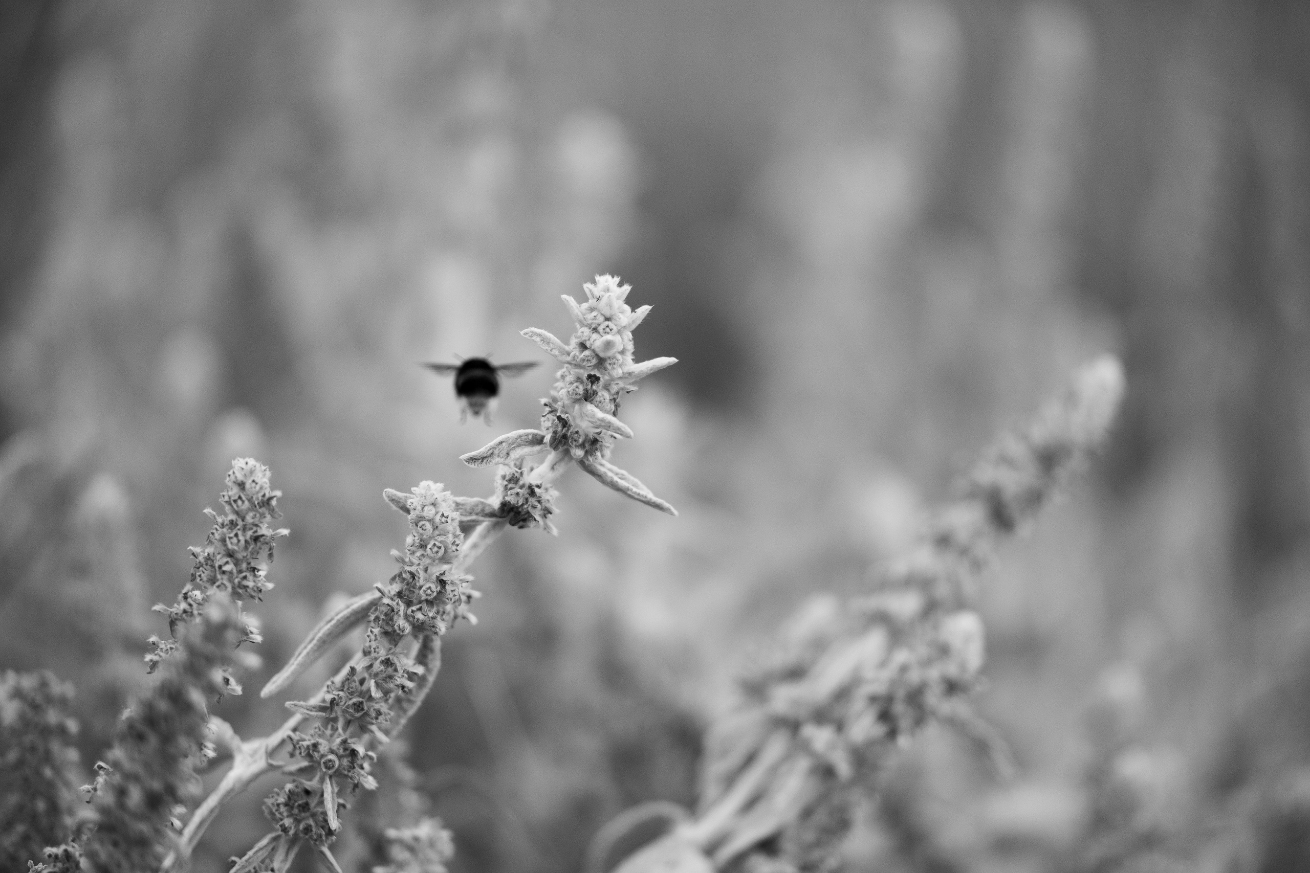 Черно-белое. KRUTOVA_фотографирую жизнь