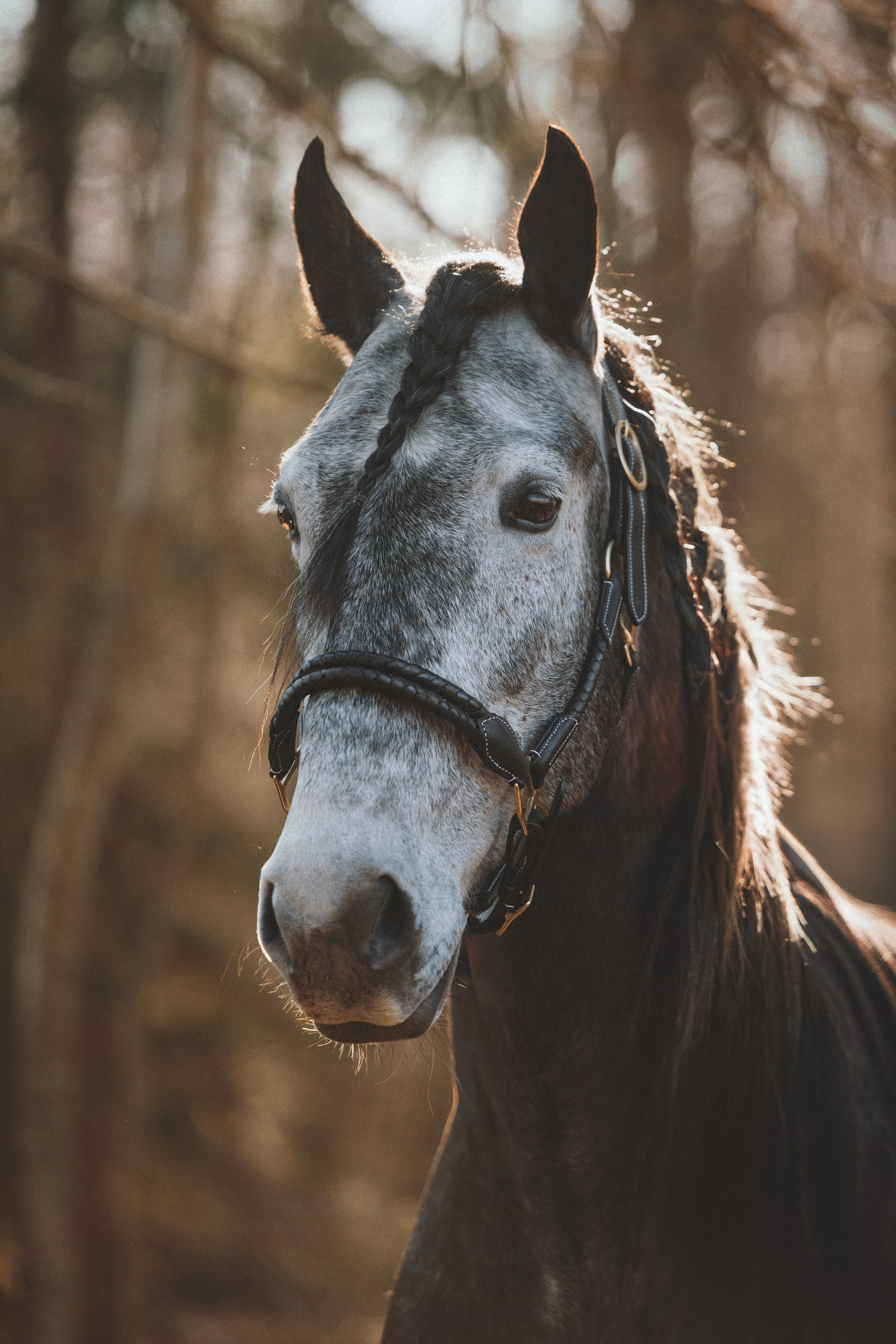 Ирина и Командор. Фотограф анималист Осипчикова Мария