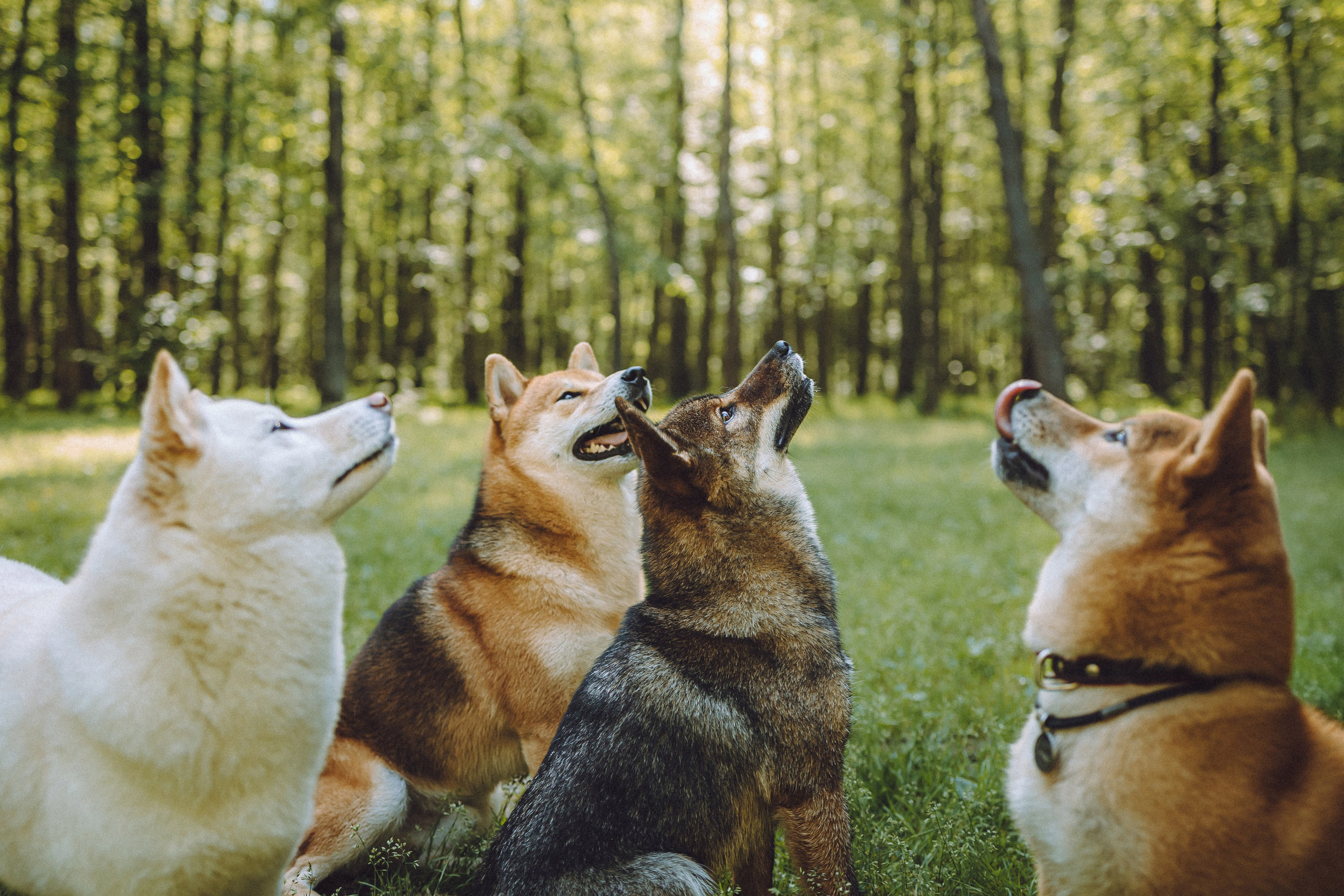 Шед, Цири, Чиби, Цера и их семья