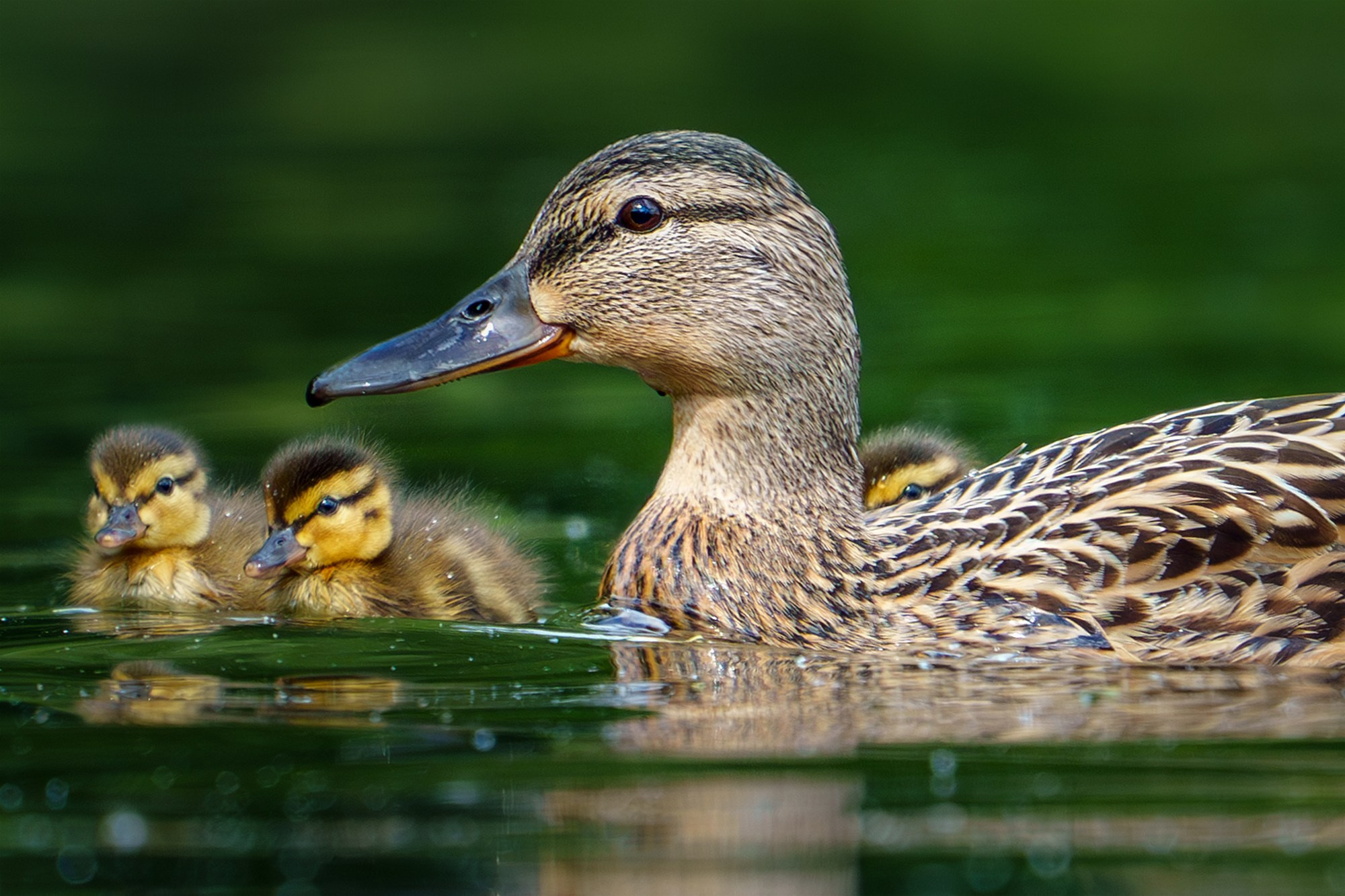Удивительные мир птиц. Вокруг нас столько прекрасного — присмотритесь!. Ваш личный фотограф Марина Волкова