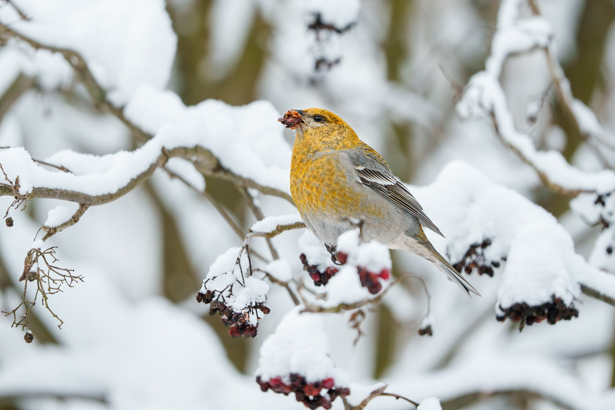 Удивительные мир птиц. Вокруг нас столько прекрасного — присмотритесь!. Ваш личный фотограф Марина Волкова