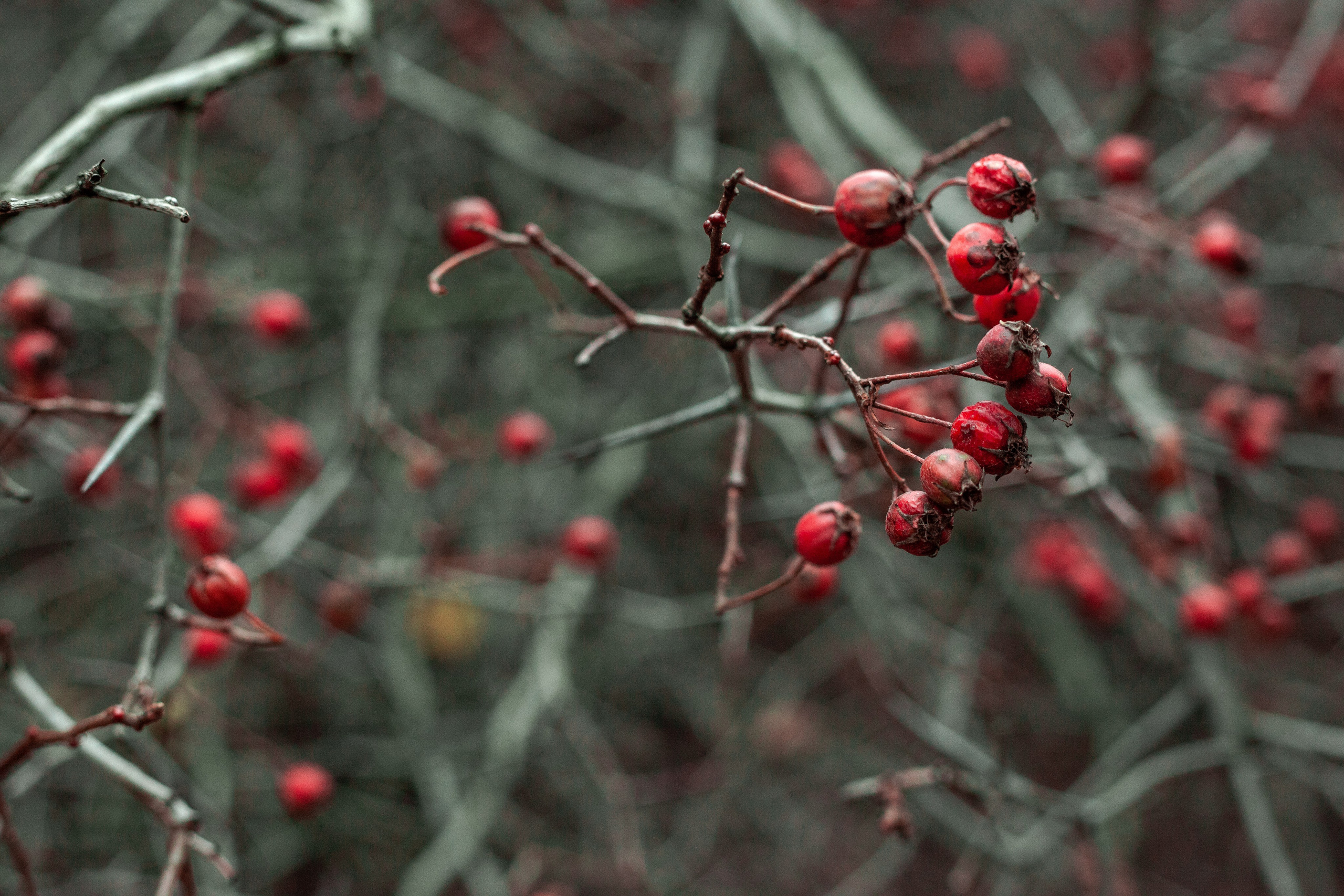 Цветы, колосья и все, что растет. Фотограф Старый Оскол Мавлыга Мария