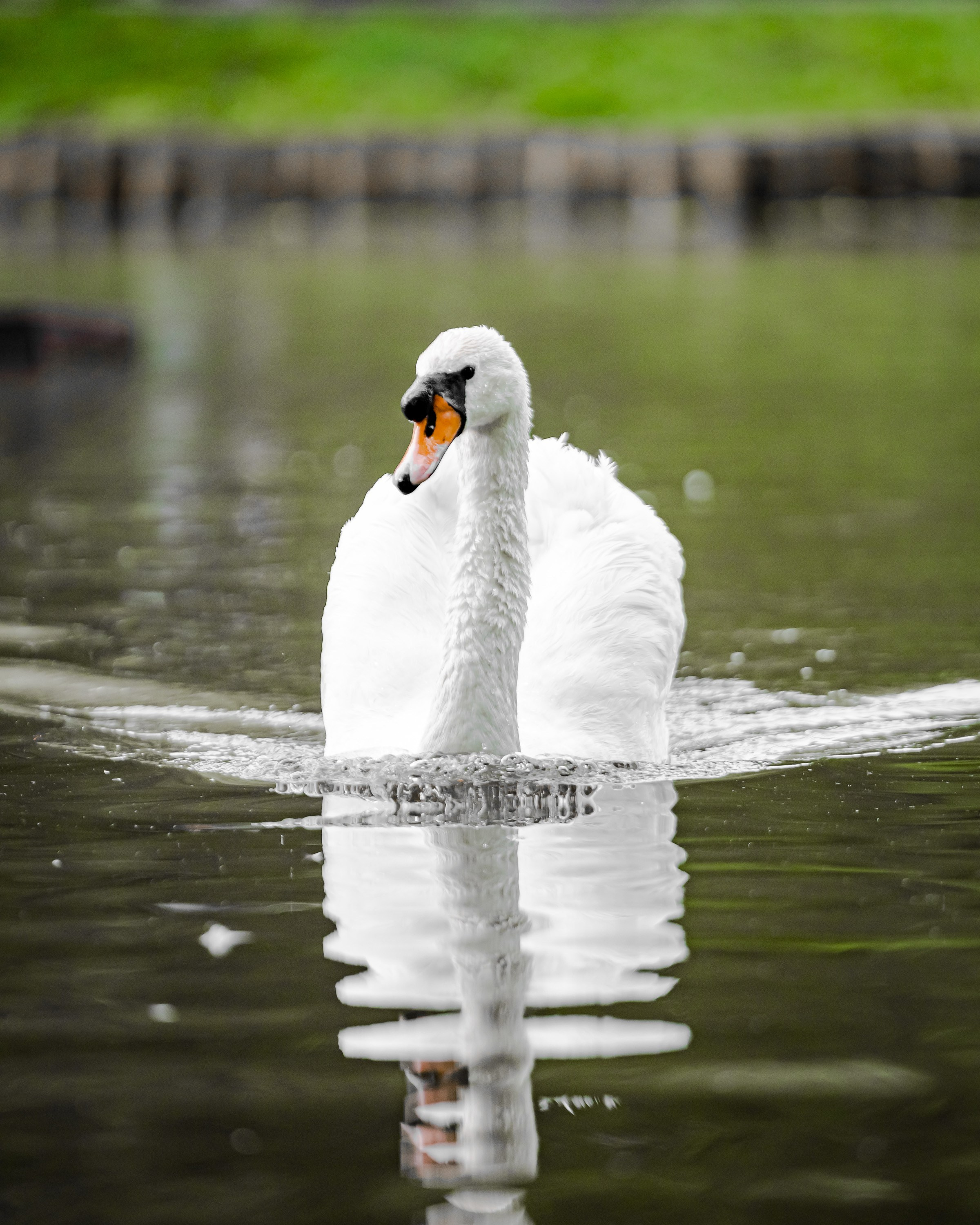 Птицы. Фотограф Владимир Охрименко