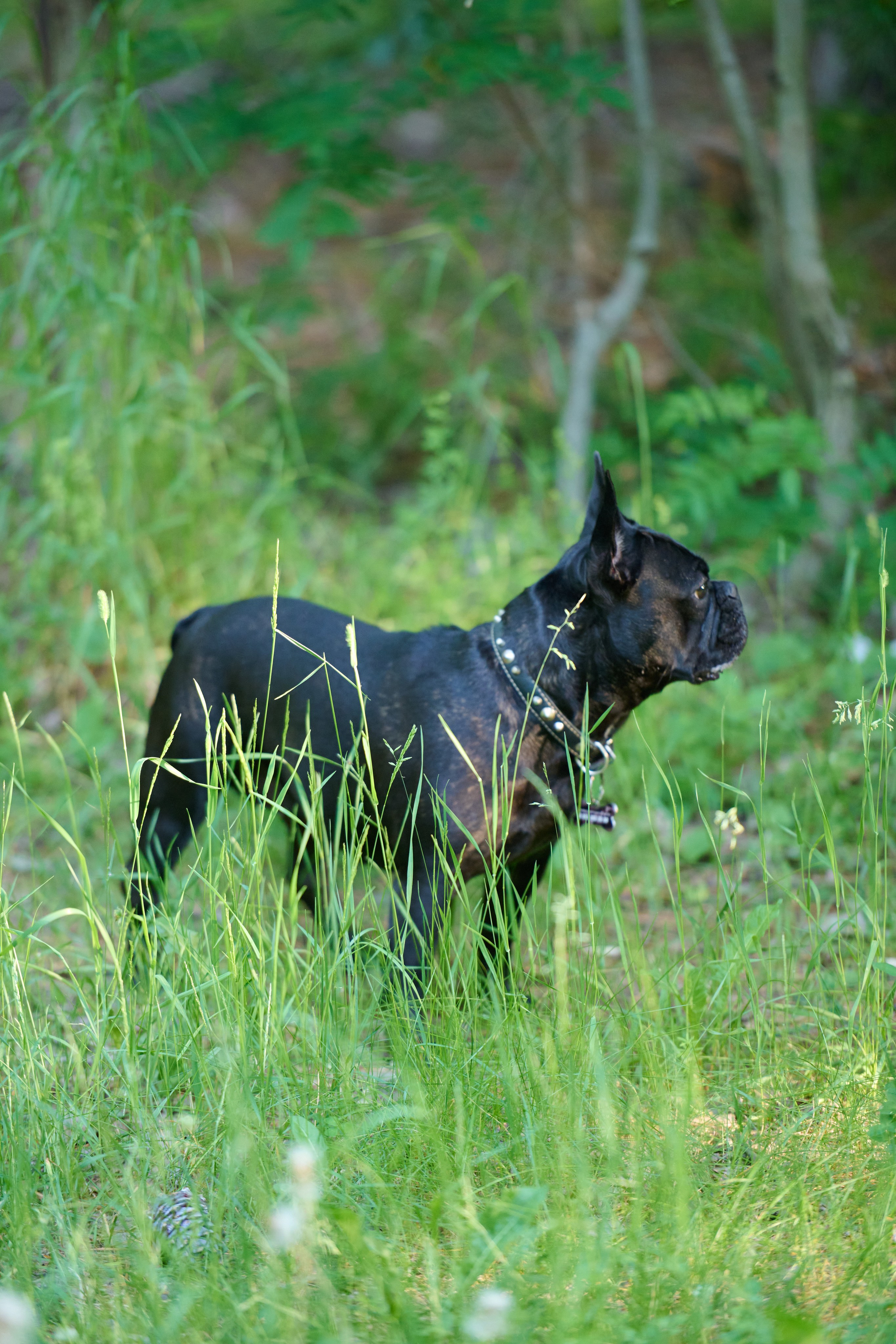 Семейная фотосессия с собакой. Репортажный и семейный фотограф — Шелихов Сергей