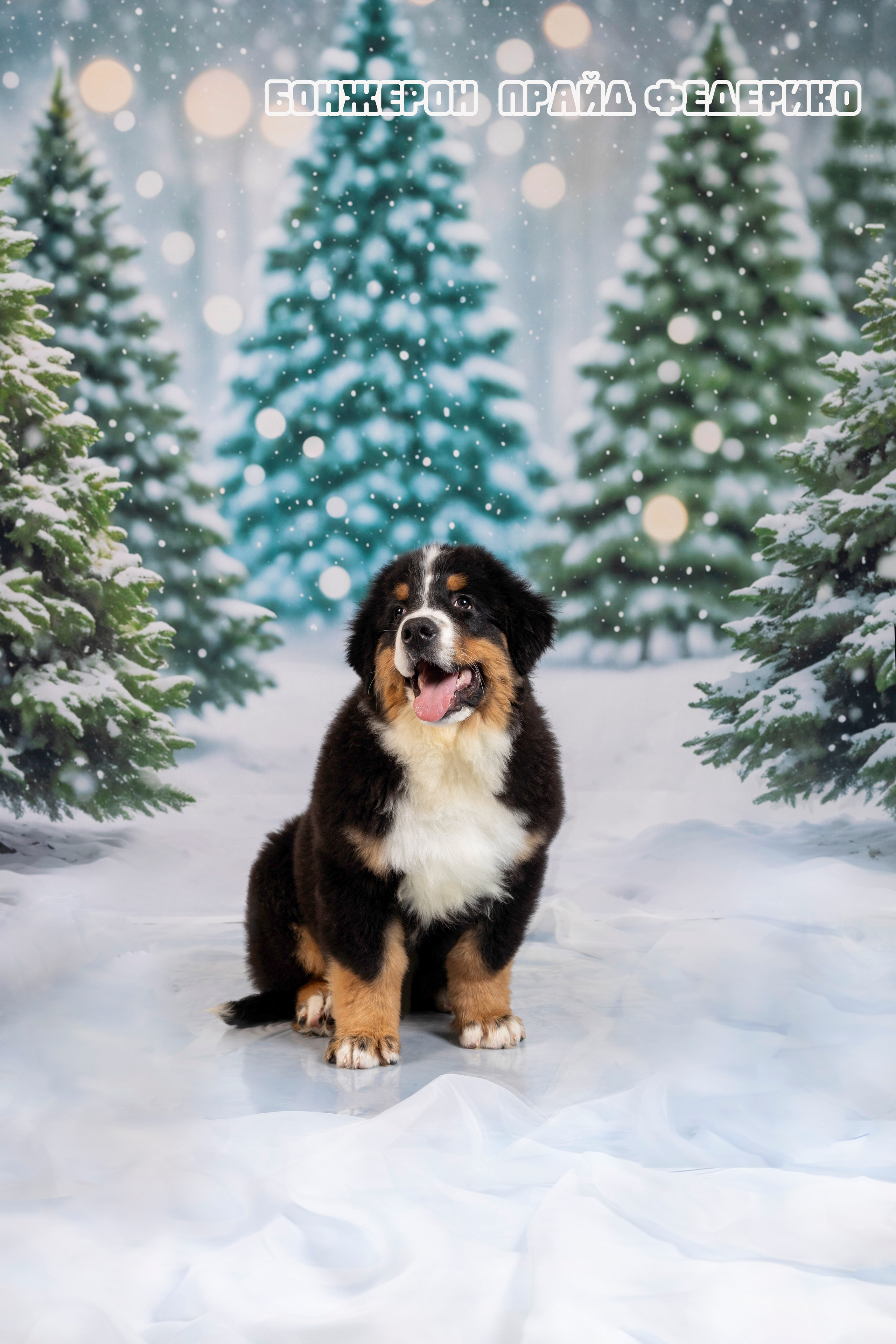 Бонжерон прайд. Фотограф 📸 семейный, предметный, репортажный