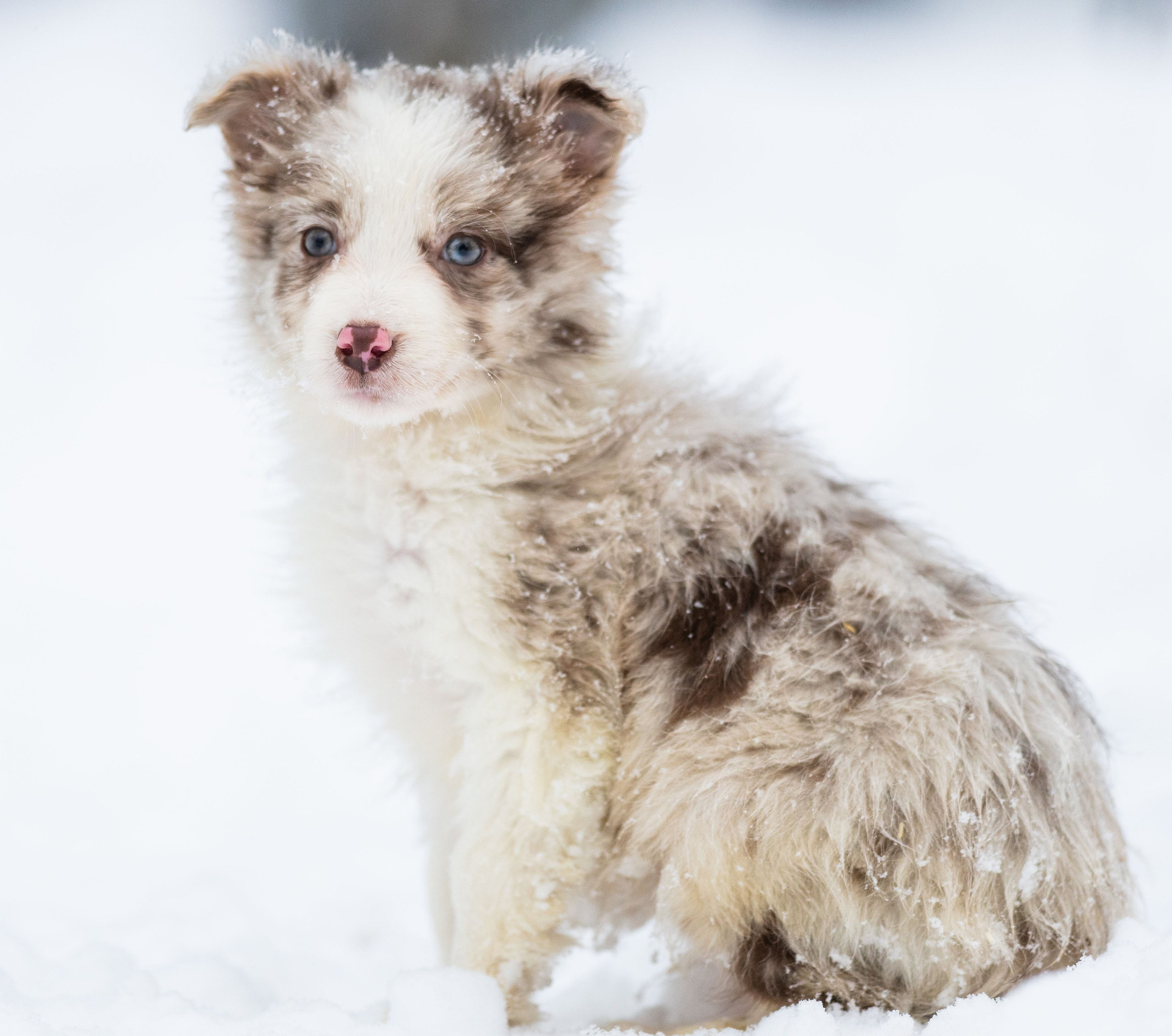 Фритсвит. Семейный фотограф Ефремова Виктория