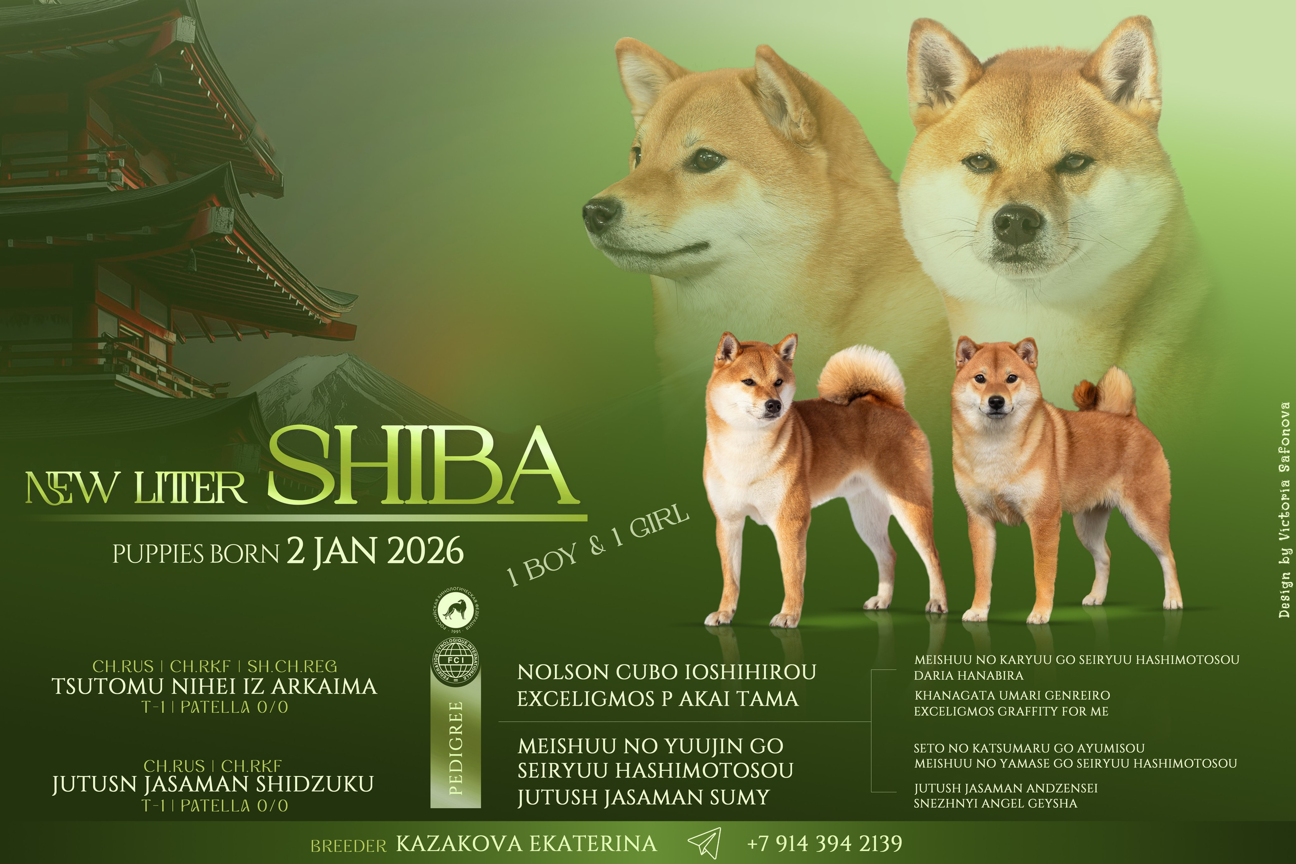 Анонсы помётов. Фотограф анималист Благовещенск. Сафонова Виктория