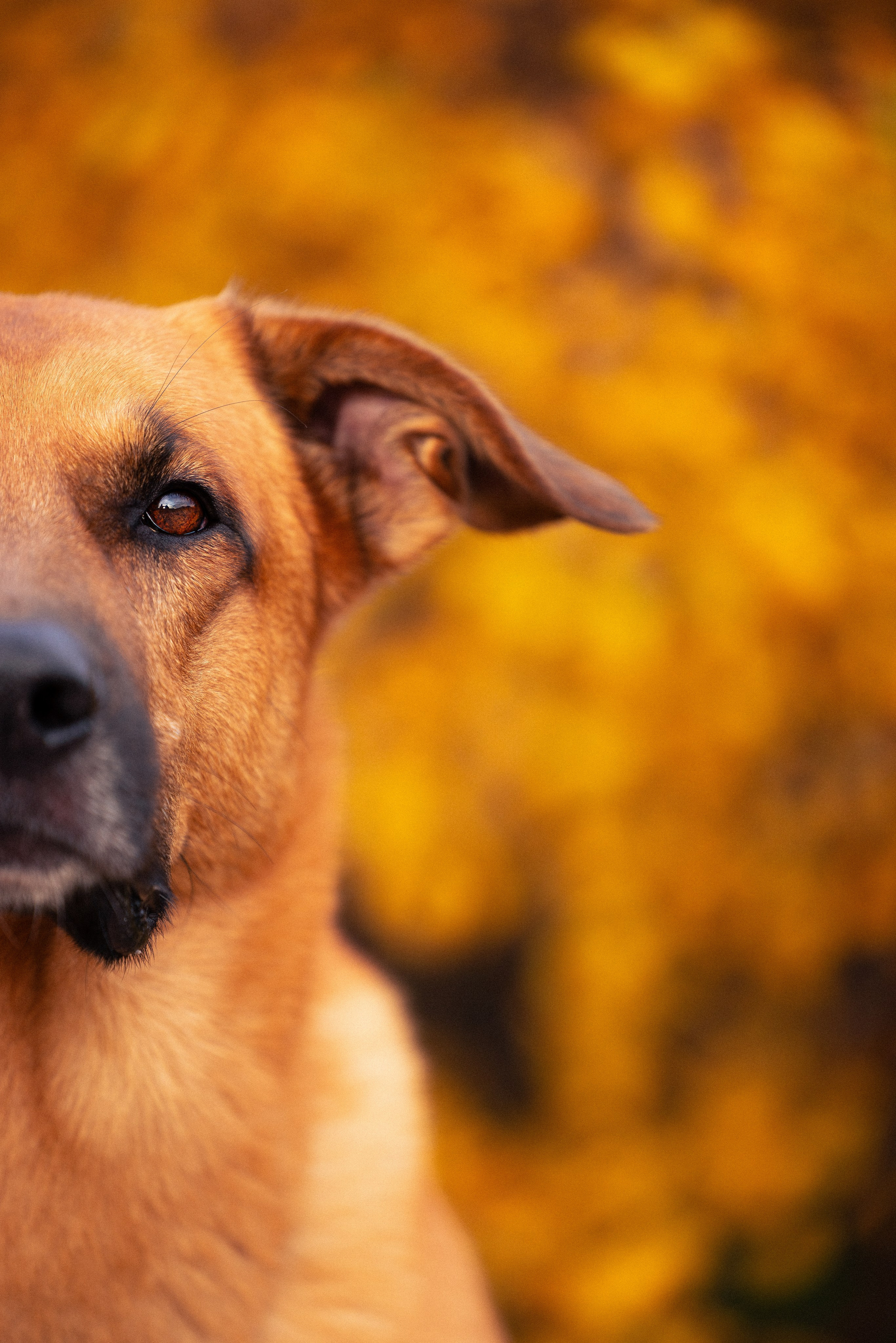 Кольский. Фотограф и видеограф анималист Аганина Дарья