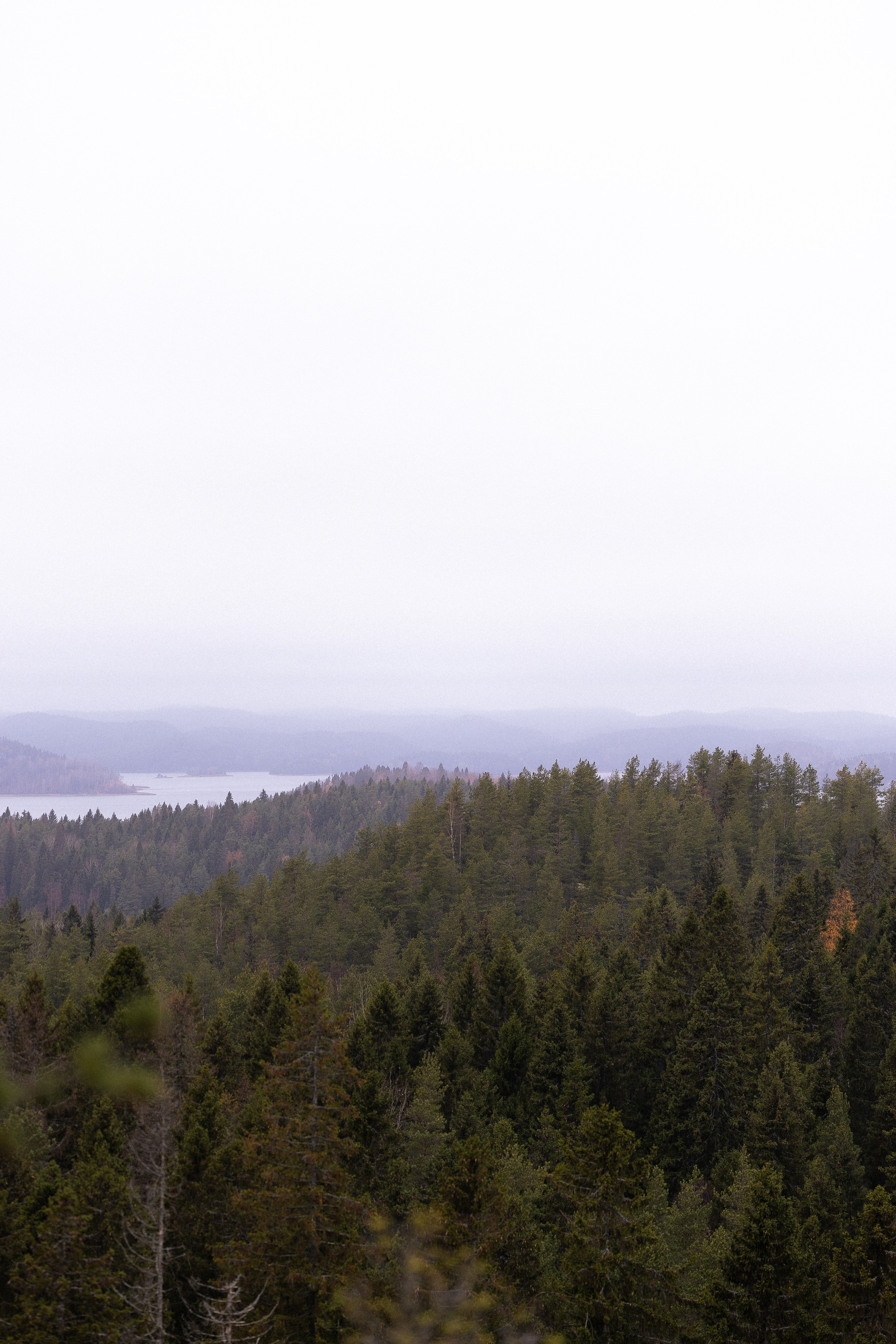Karelia. Фотограф и видеограф анималист Аганина Дарья