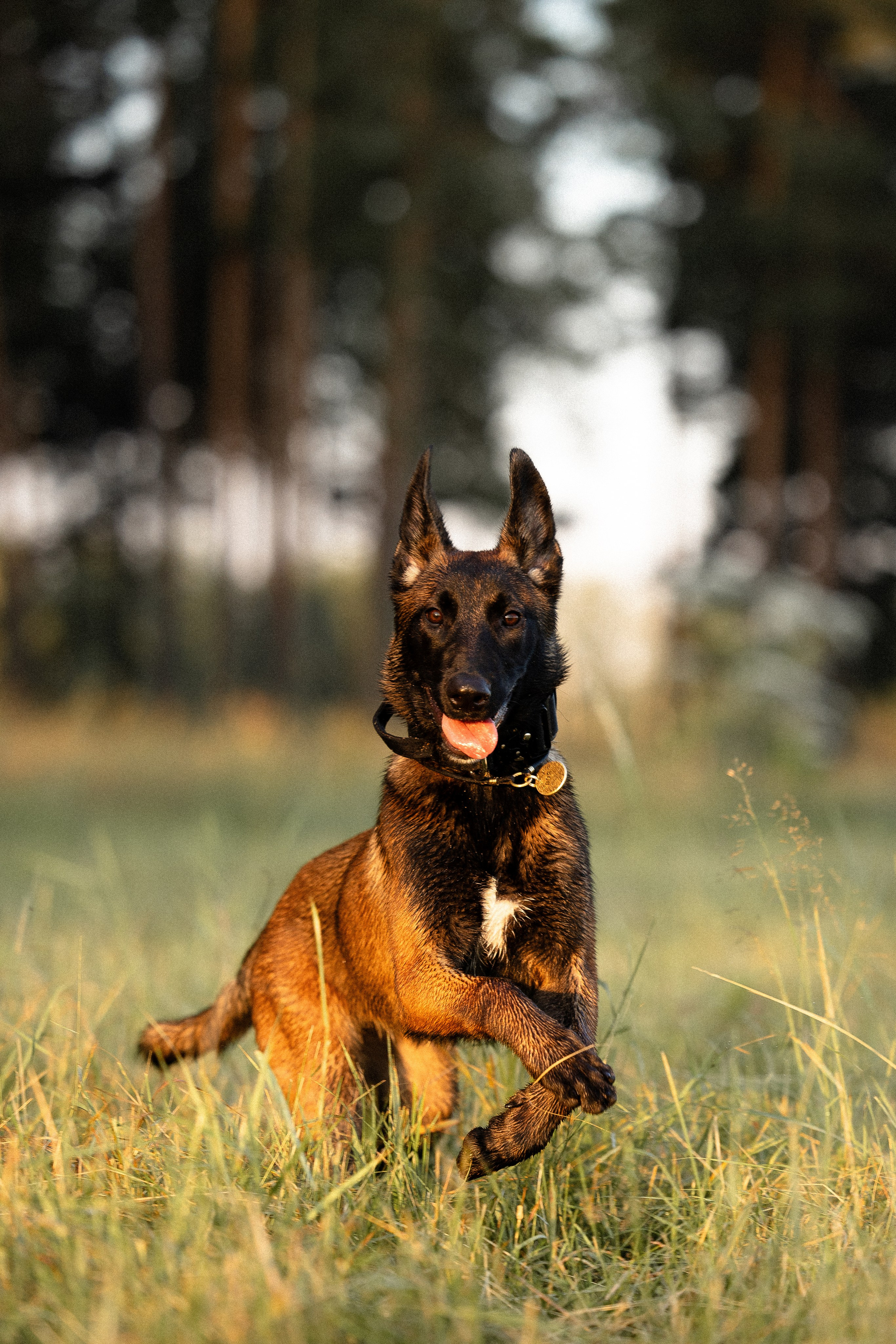 Галина и Лоя. Фотограф и видеограф анималист Аганина Дарья