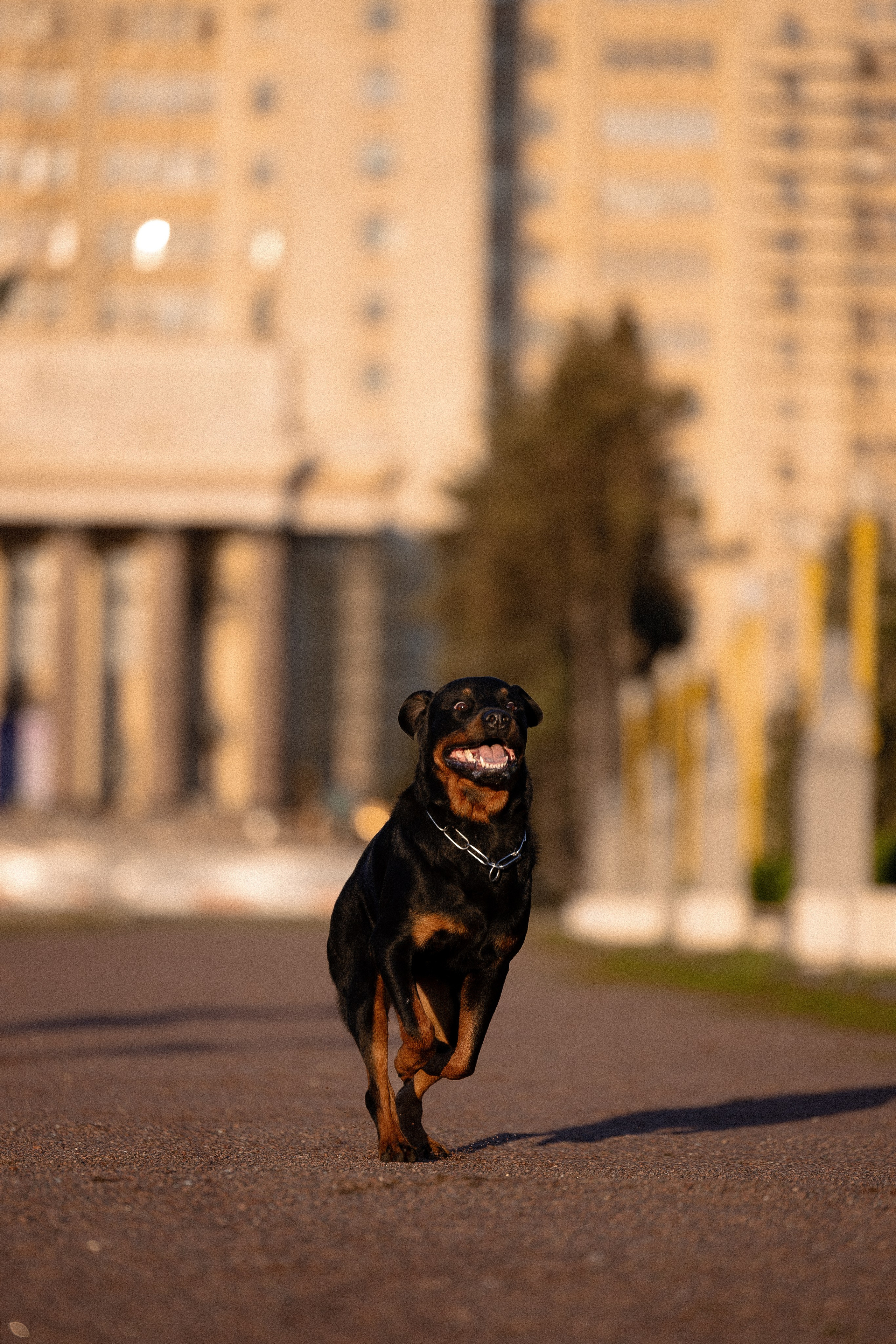 Катя, Леша, Лея и Трой. Фотограф и видеограф анималист Аганина Дарья