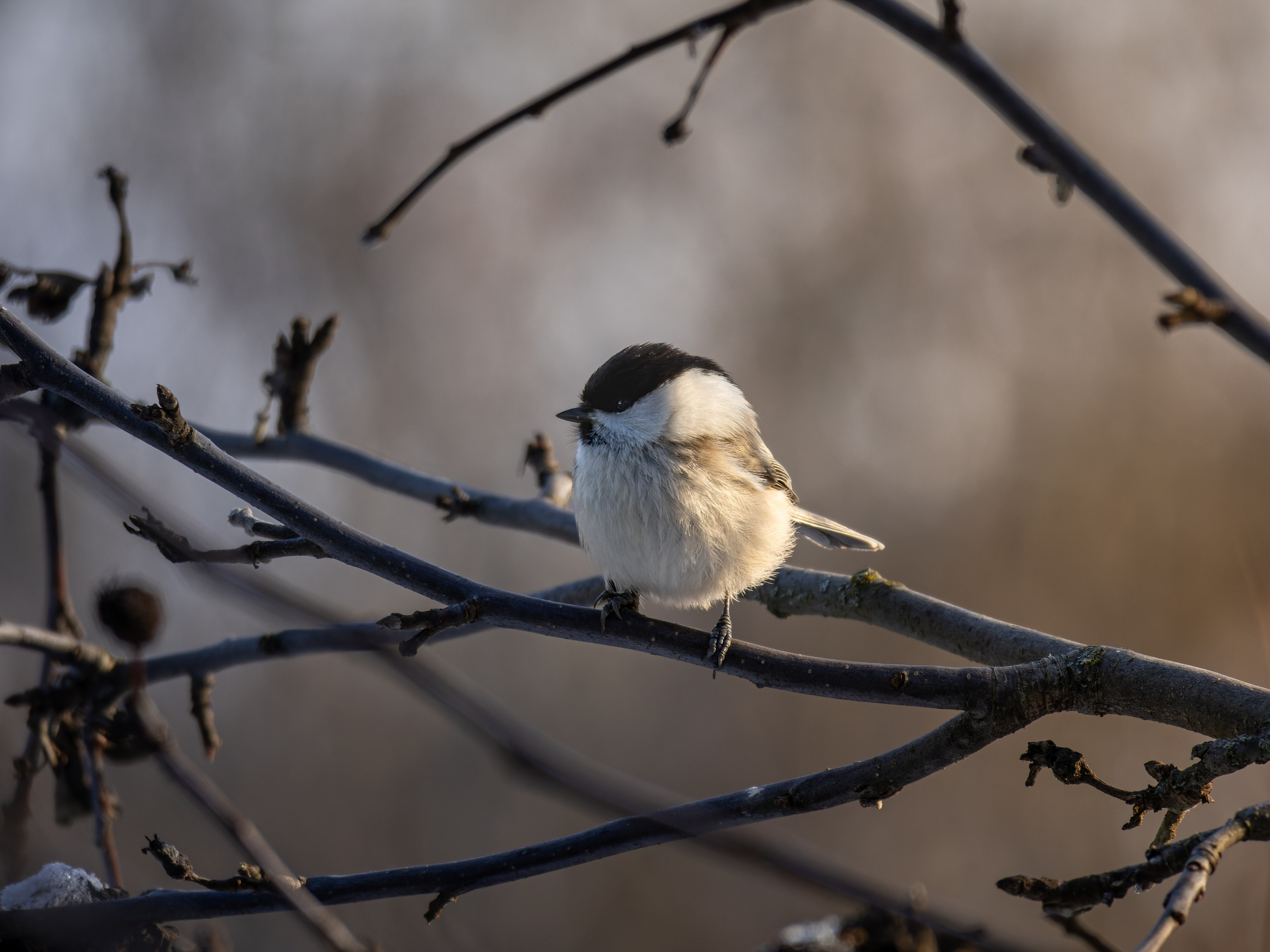 Russia 2023. Anton Chernov | Wildlife photographer
