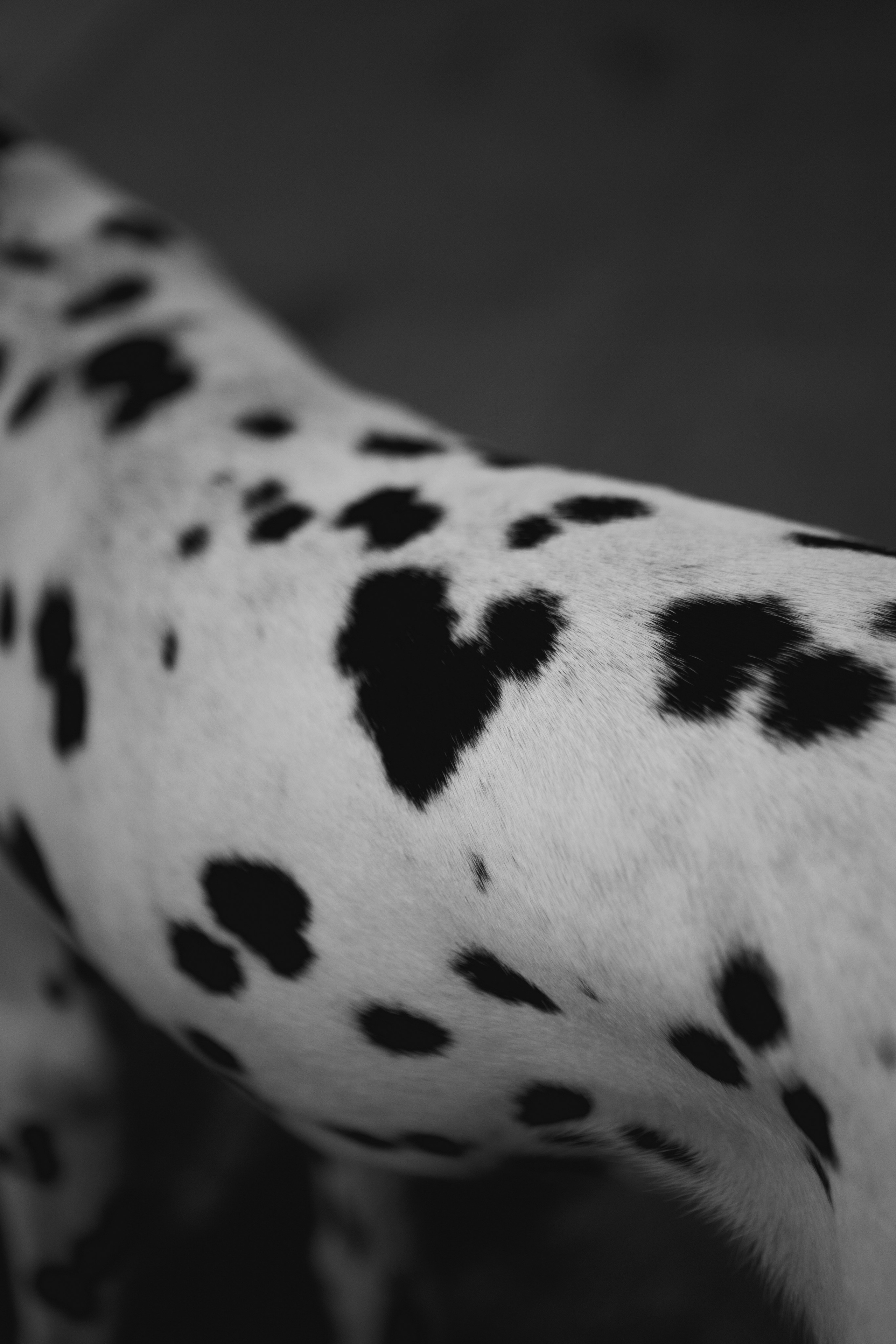 Женя и Сара. Фотограф-анималист в Санкт-Петербурге Алина Яхонт