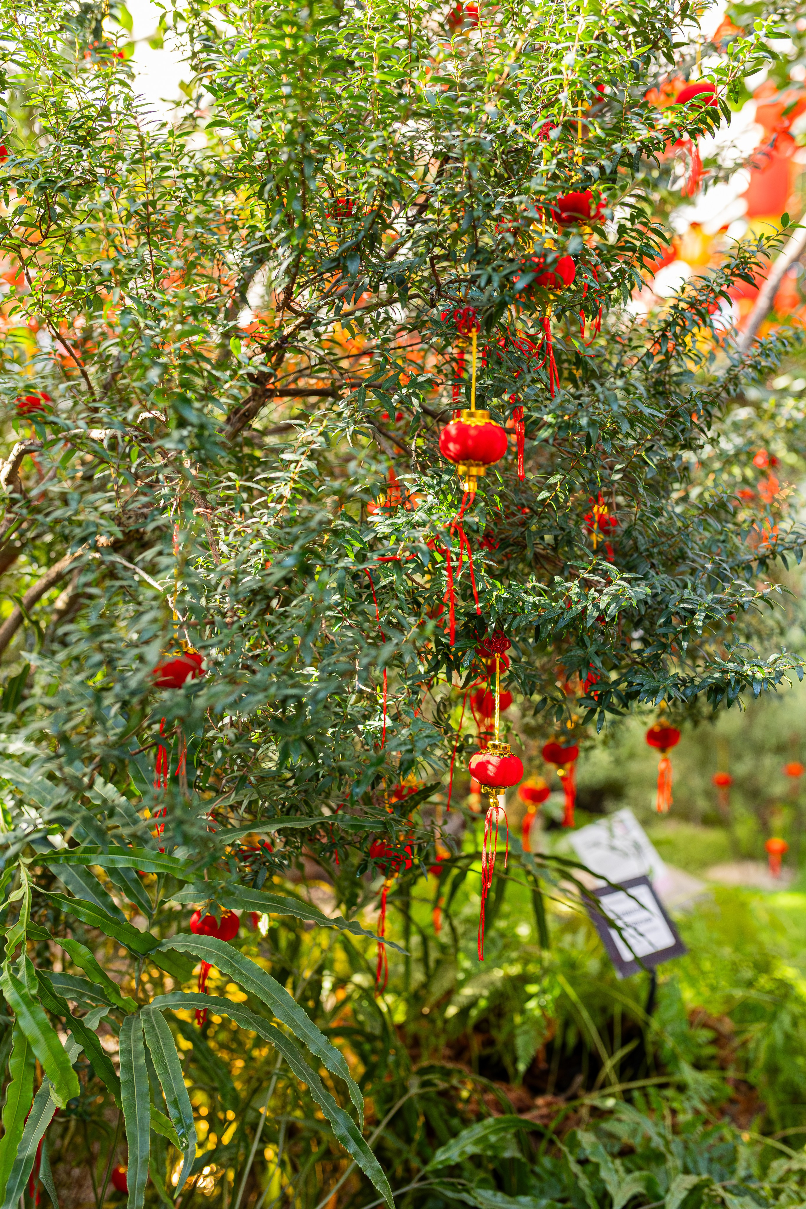 Аптекарский огород МГУ. Китай. Александра Куликова фотограф, Москва