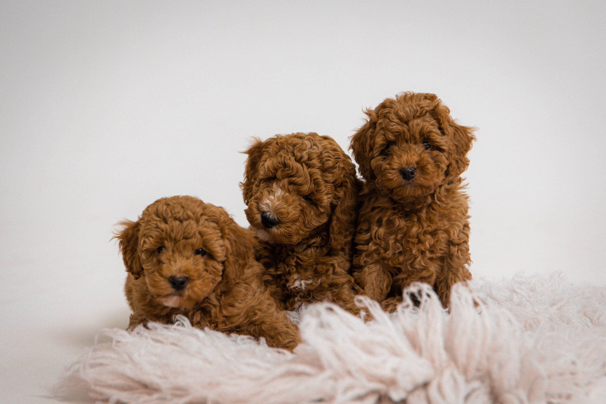 Щеночки. Свадебный и семейный фотограф Марта Сбродова