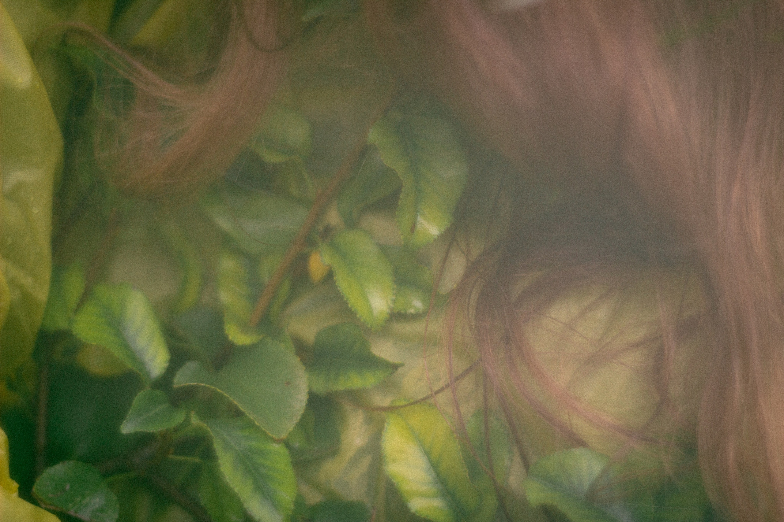 Туманная осень. • Фотограф Александра Светозар Алчевск •