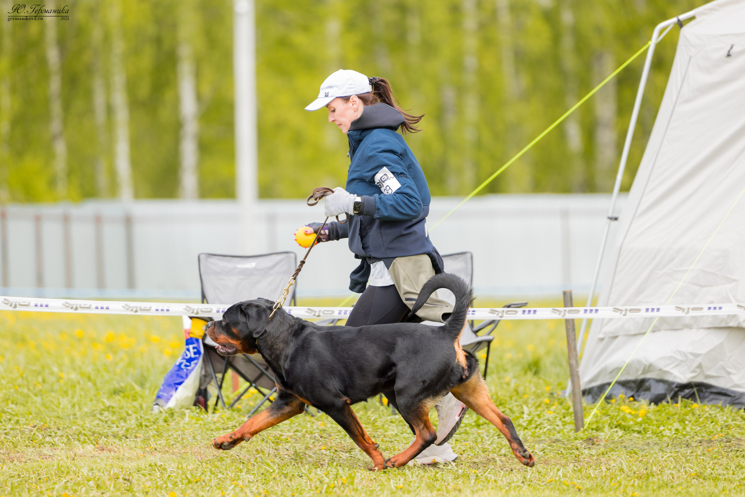 Нижний Новгород 11-12.05.2024 моно ротвейлеров. Фотограф-анималист Юлия Германика