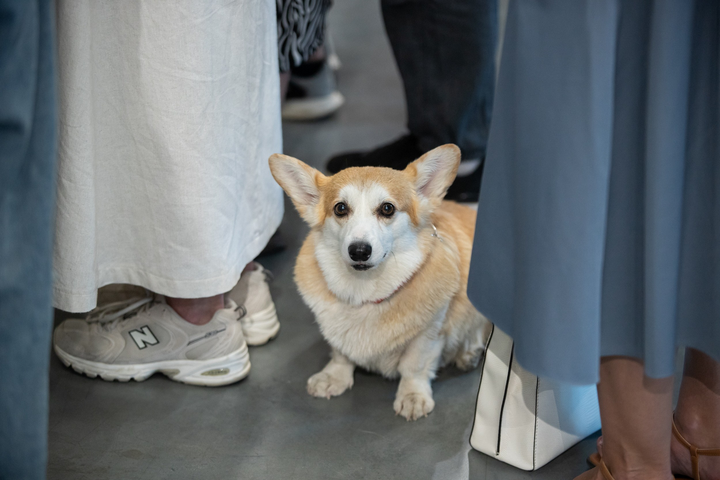 Фестиваль азиатской культуры Аой-мацури (25 мая 2025). Репортажный фотограф Алексей Пирязев