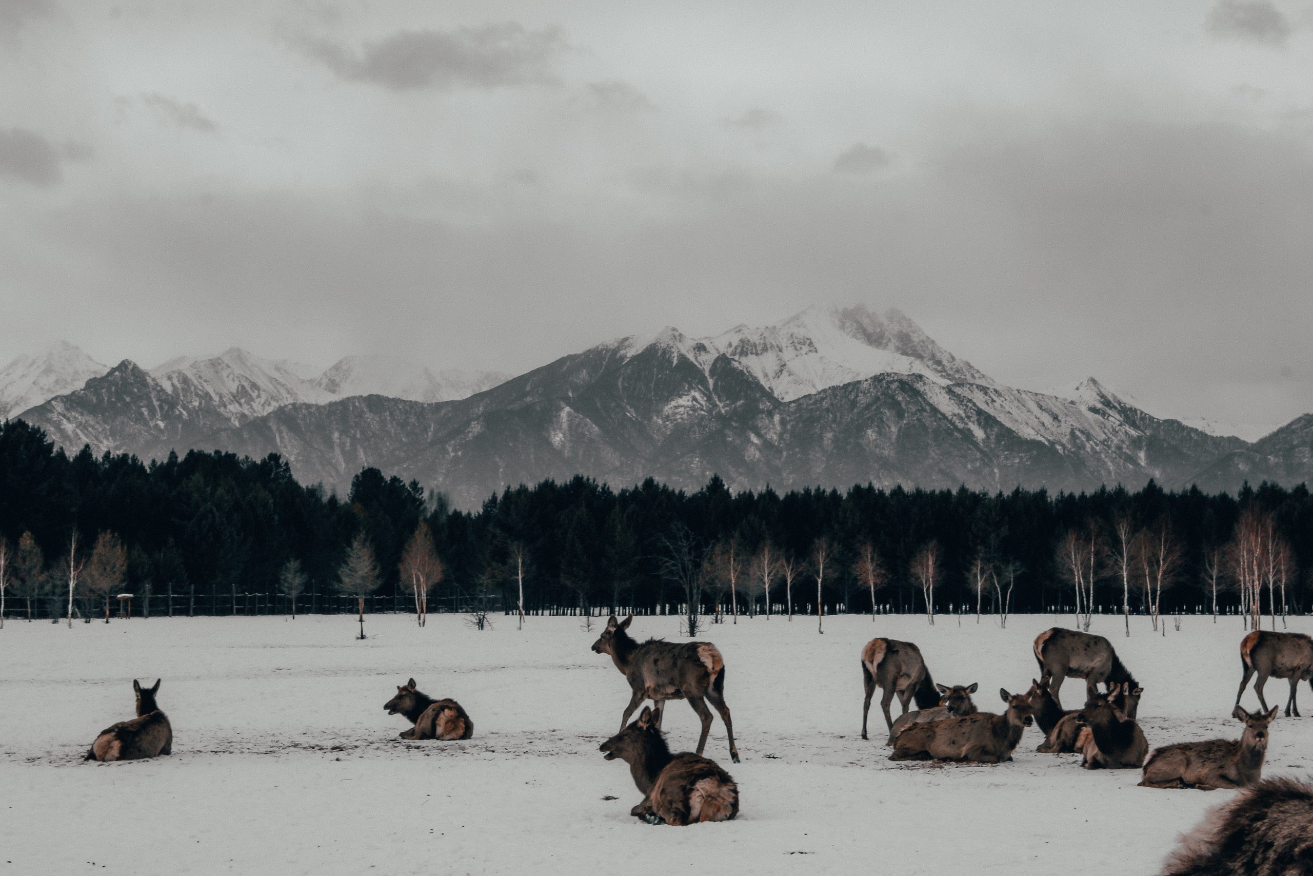 ARSHAN | SAYANY. Главная