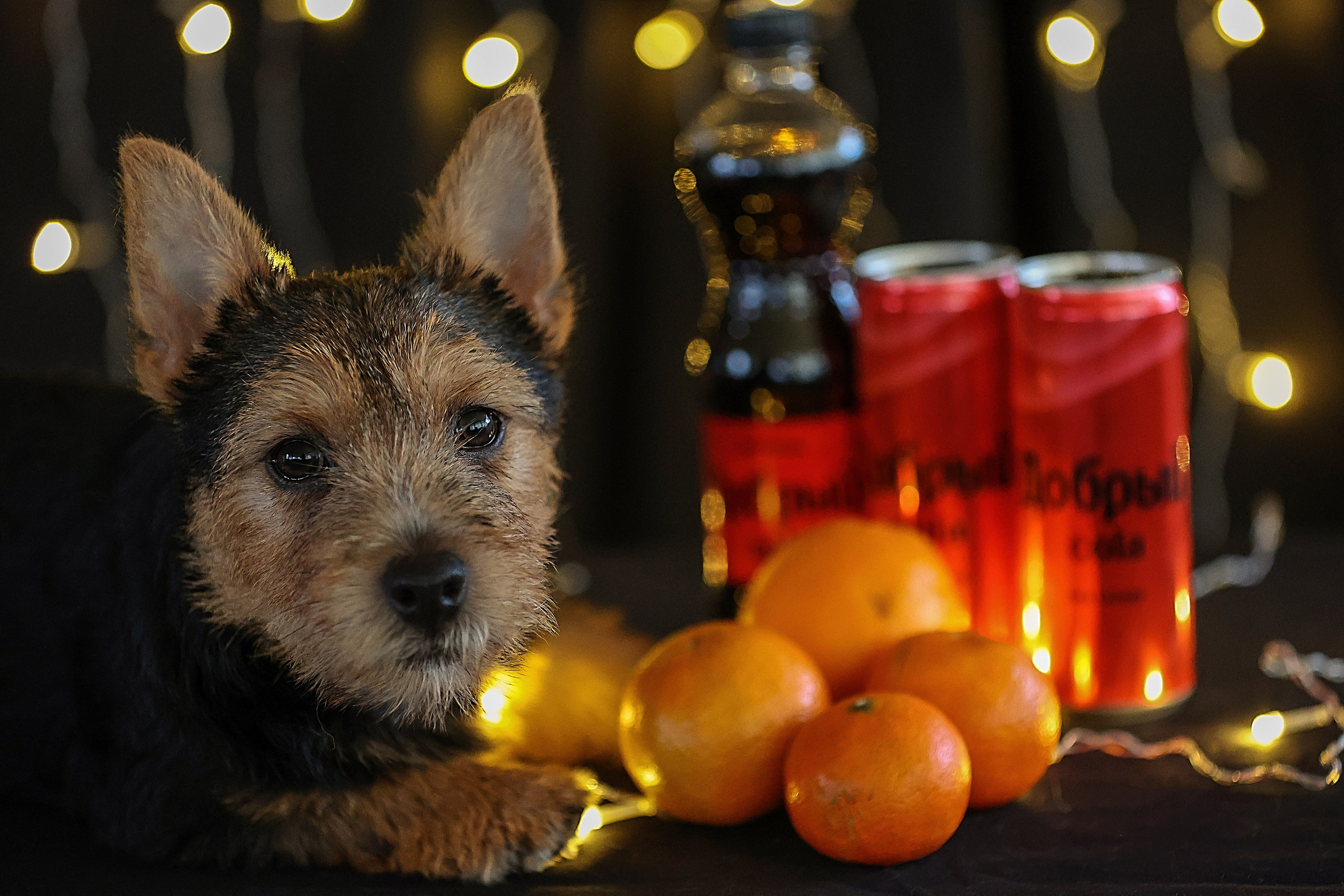 В СТУДИИ. Фотограф-АниМалист Анна Абрамова