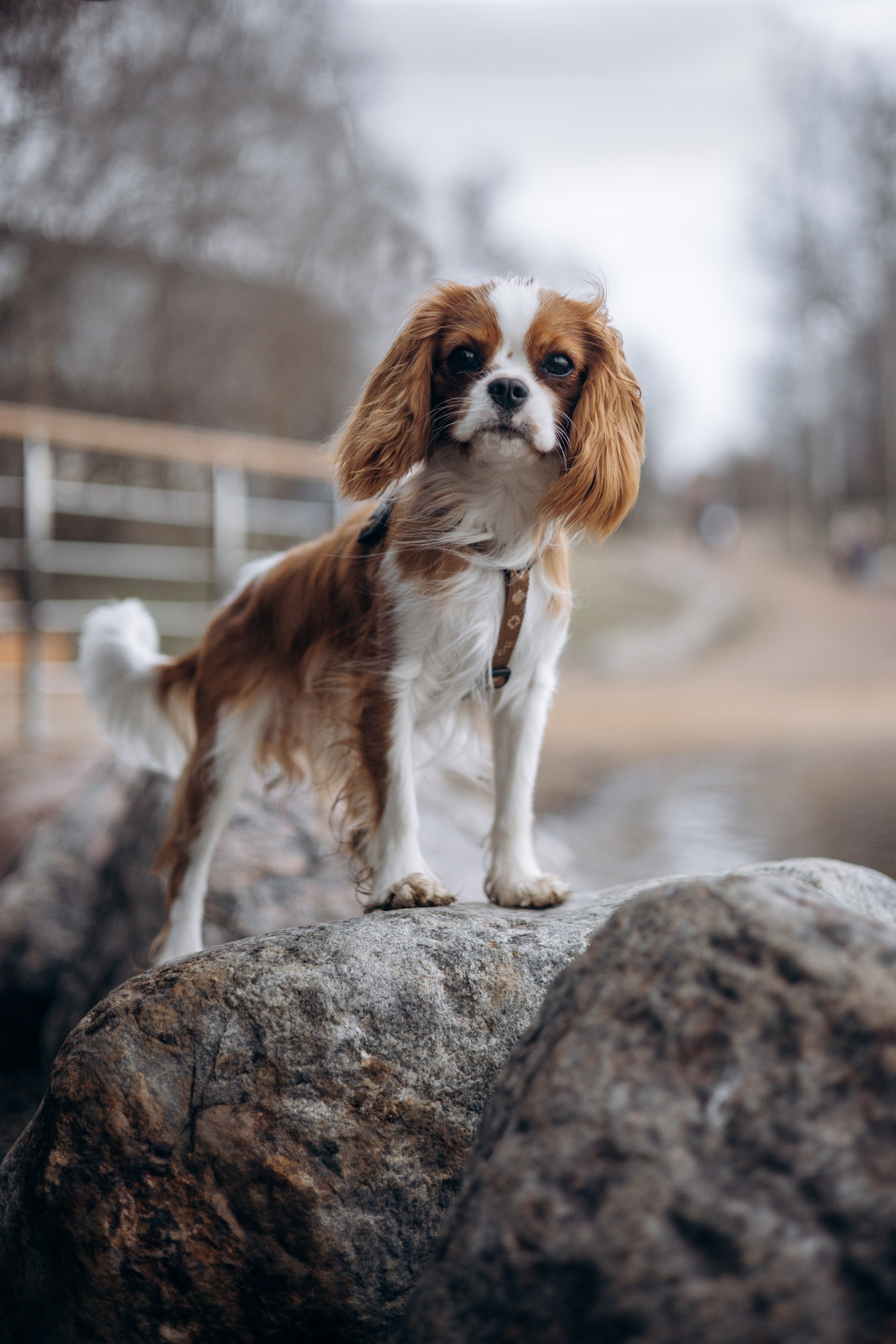 Екатерина и Тесси. Фотограф животных Евгения Верцинская