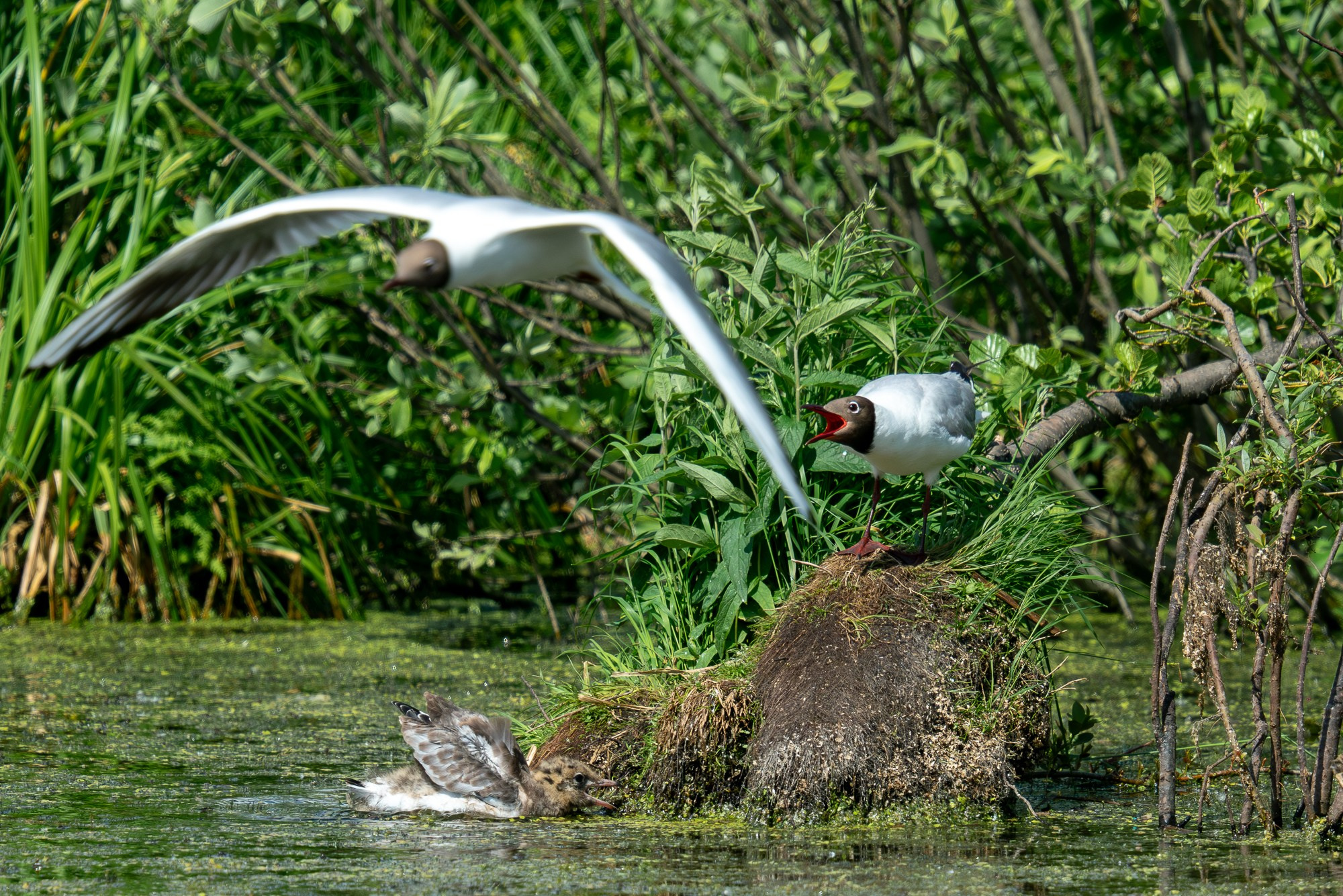 Удивительные мир птиц. Вокруг нас столько прекрасного — присмотритесь!. Ваш личный фотограф Марина Волкова
