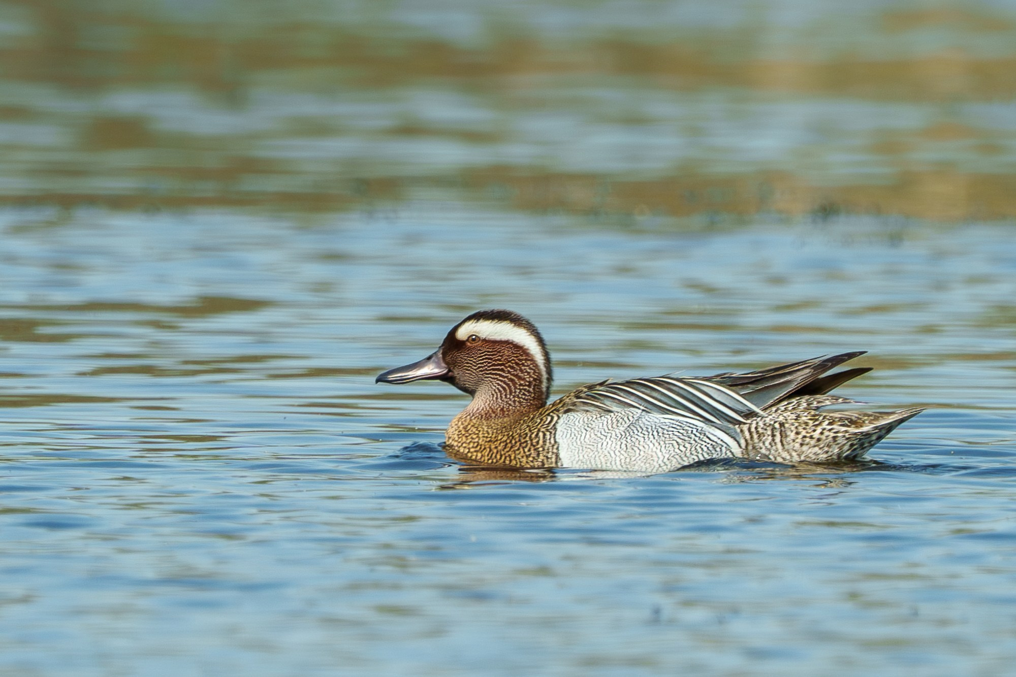 Удивительные мир птиц. Вокруг нас столько прекрасного — присмотритесь!. Ваш личный фотограф Марина Волкова